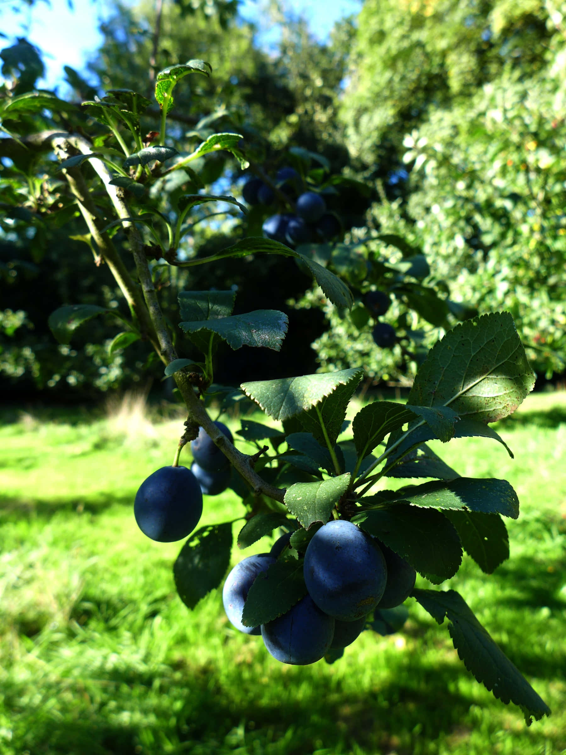 Fruit 桌布 壁紙 — 成熟的深紫色李子沉甸甸地掛在陽光照耀的樹枝上，周圍是茂密花園中充滿活力的綠葉。