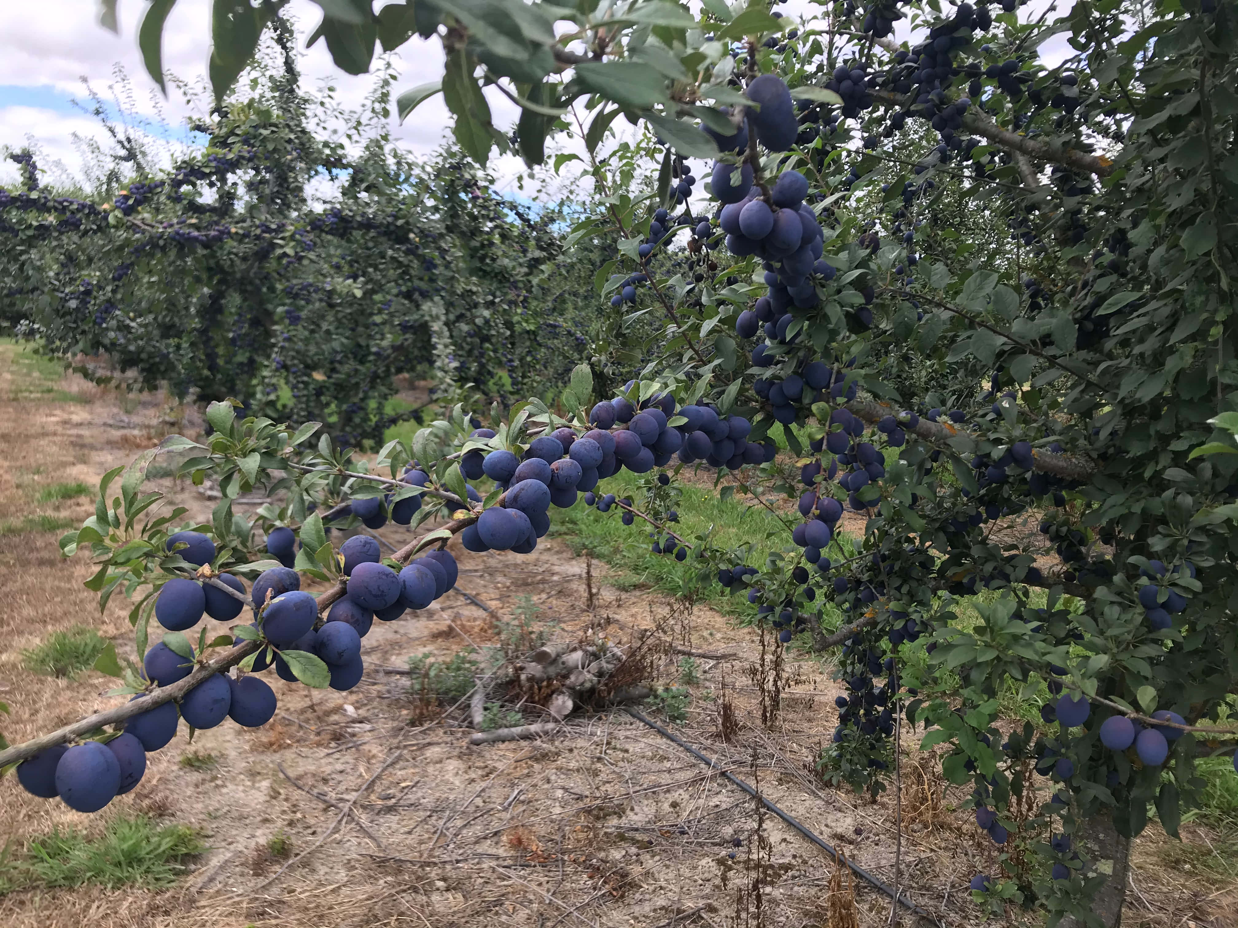 Plum 桌布 壁紙 — 成熟的深紫色李子沉甸甸地掛在陽光普照的果園中一棵茂盛綠樹的樹枝上。