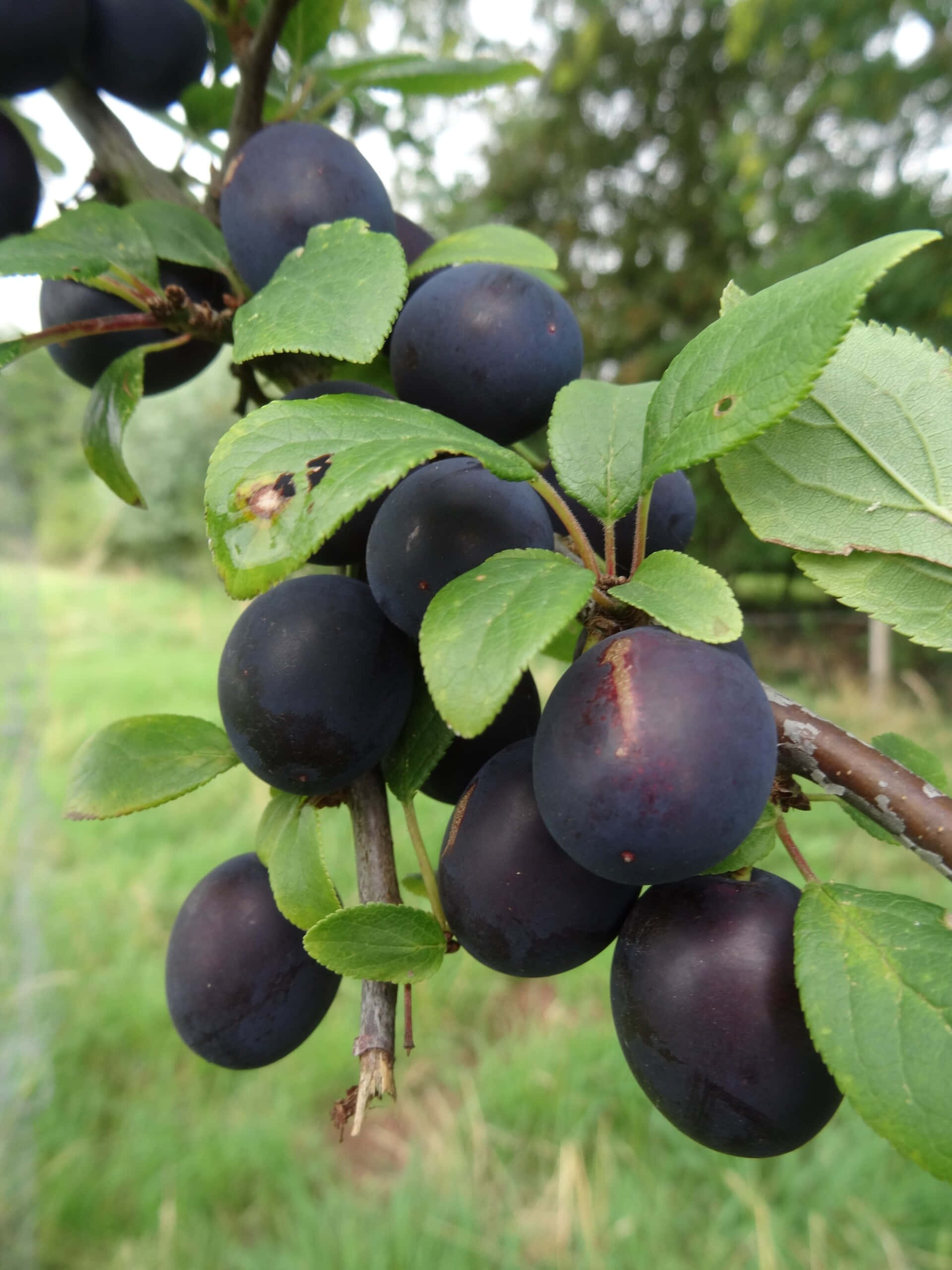 Fruit 桌布 壁紙 — 成熟的深紫色李子簇擁在樹枝上，襯著鮮綠的葉子，背景是柔和模糊的草地。