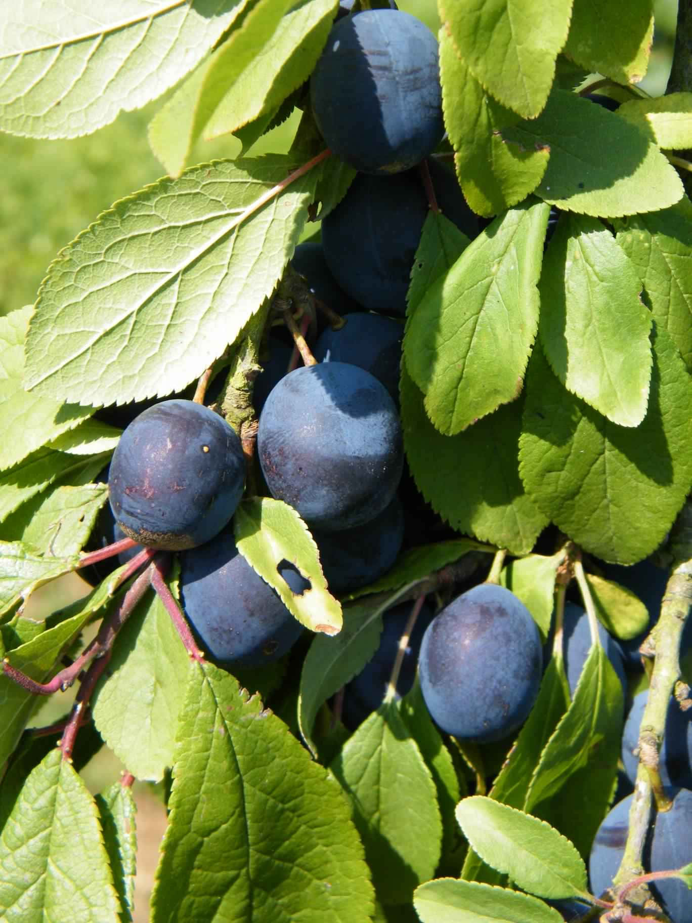 Fruit 桌布 壁紙 — 成熟的深紫色李子簇擁在鮮綠色的葉子中，在明亮的陽光下。