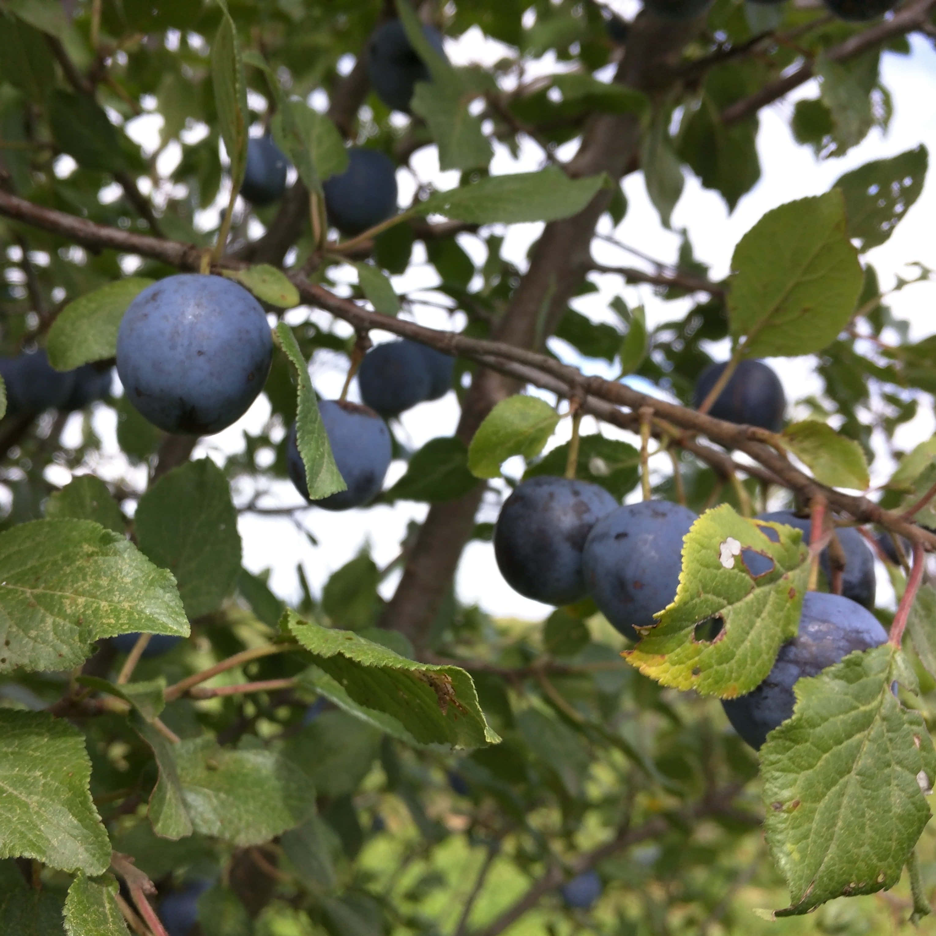 Fruit 桌布 壁紙 — 成熟的深藍色李子沉甸甸地掛在樹枝上，周圍是茂密的綠葉，在明亮的日光下。