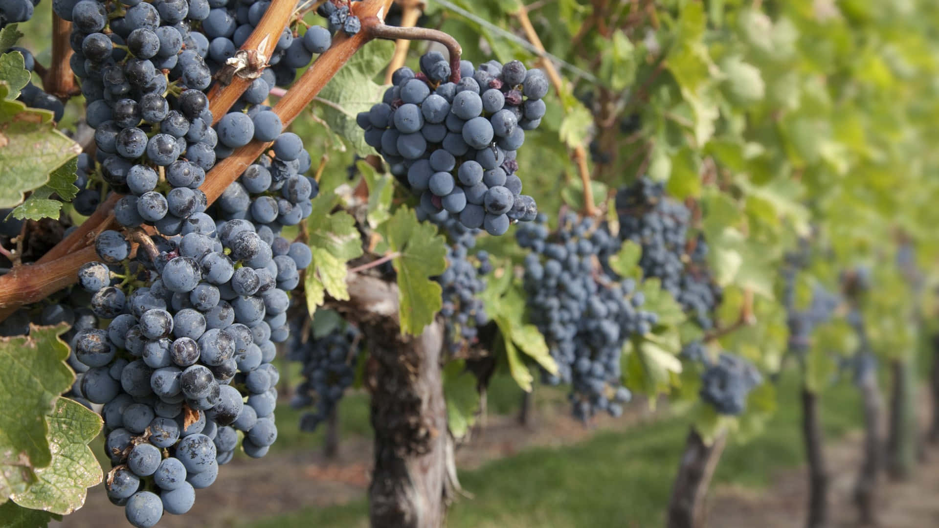 Vineyard 桌布 壁紙 — 成熟的深藍色葡萄成串掛在藤蔓上，位於陽光普照的葡萄園中，綠葉茂盛。