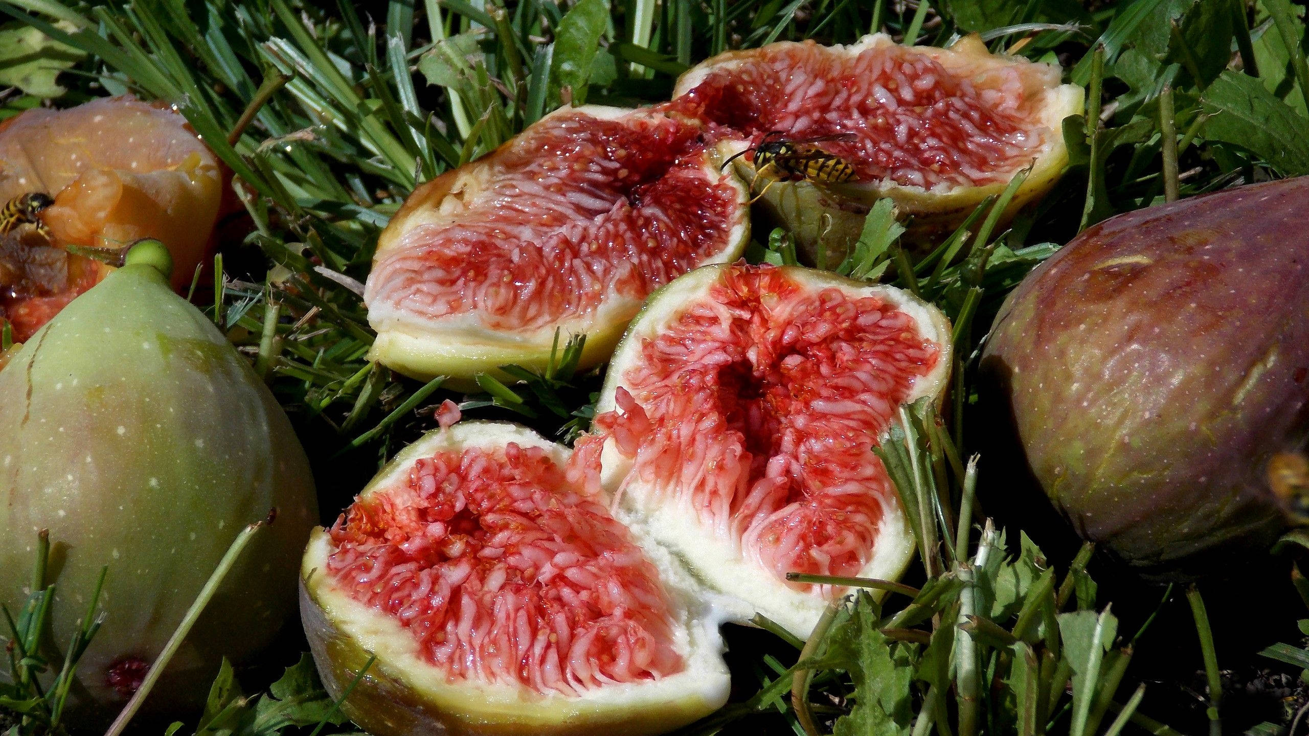 Fruits 桌布 壁紙 — 成熟的無花果切開，露出多汁的粉紅色果肉，放在鮮綠色的草地上，附近有蜜蜂嗡嗡作響。