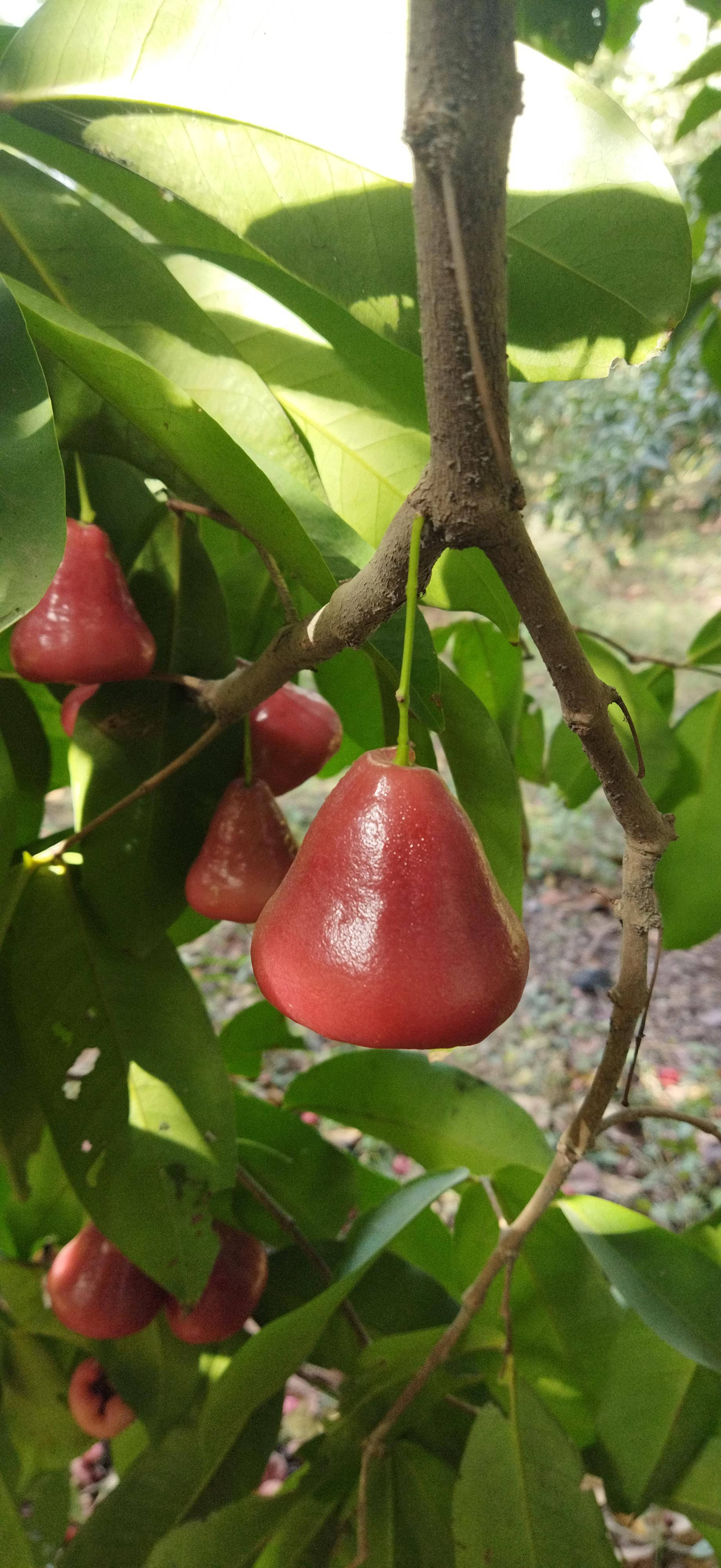 Fruits 桌布 壁紙 — 成熟的粉紅玫瑰蘋果，油亮飽滿，掛在沐浴在斑駁陽光下的翠綠樹枝上。