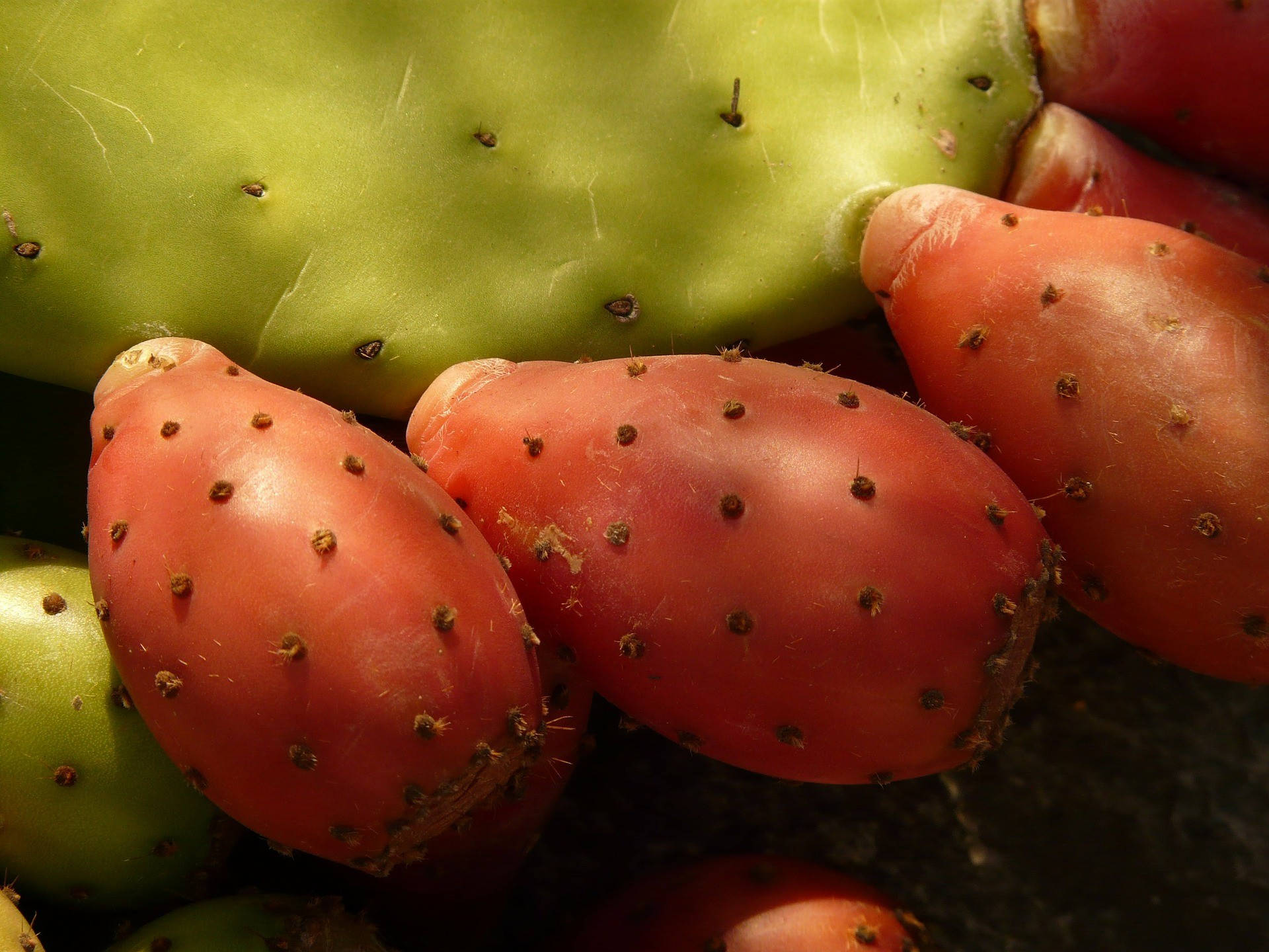 Cactus 桌布 壁紙 — 成熟的粉紅色仙人掌果和綠色仙人掌墊在溫暖的陽光下沐浴，帶有尖刺和紋理表皮。