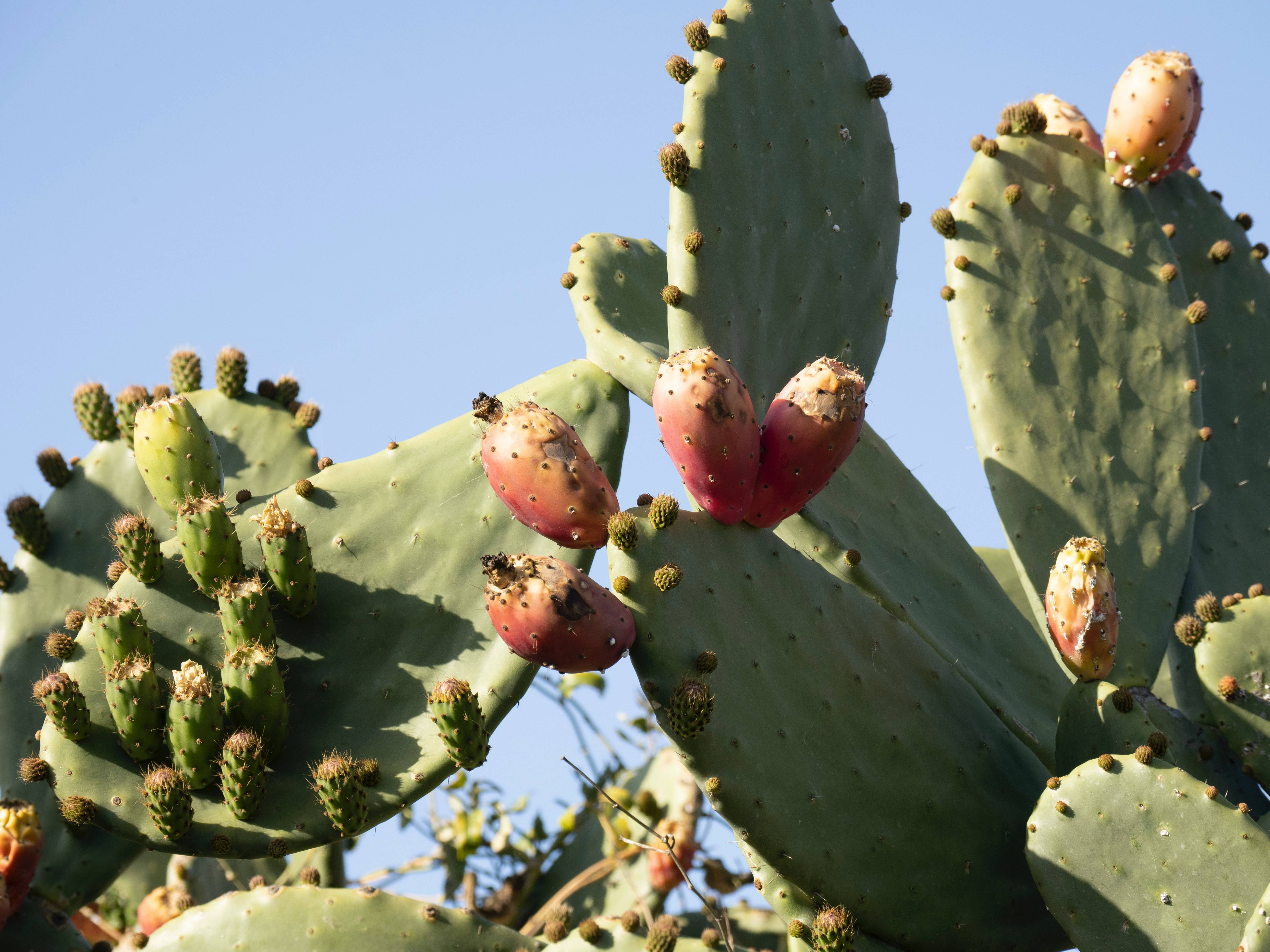 Cactus 桌布 壁紙 — 成熟的粉紅色仙人掌果實簇生在綠色仙人掌墊上，映襯著清澈的藍天。