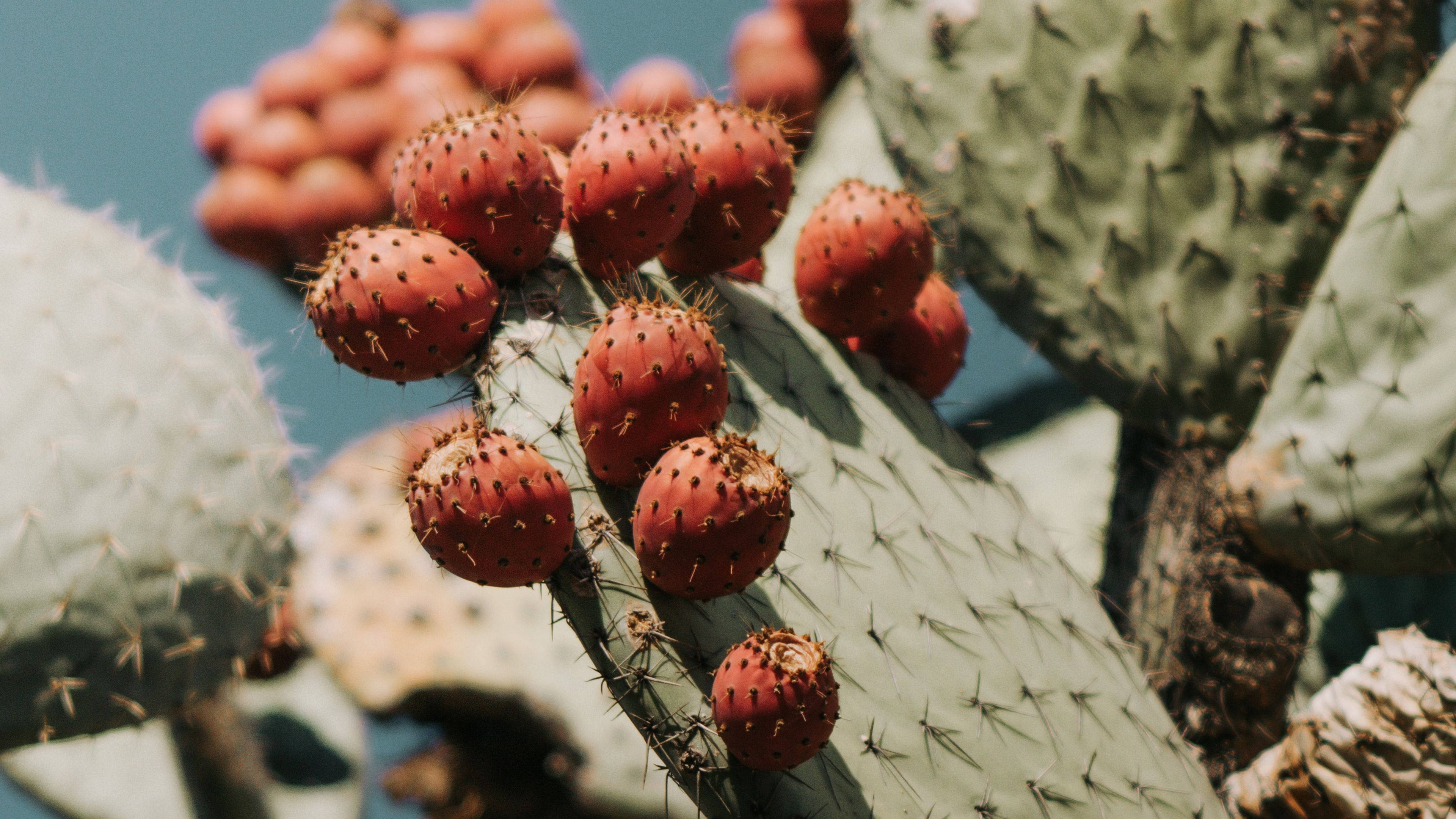 Cactus 桌布 壁紙 — 成熟的紅色仙人掌果簇生在帶刺的綠色仙人掌墊上，沐浴在明亮的陽光下。