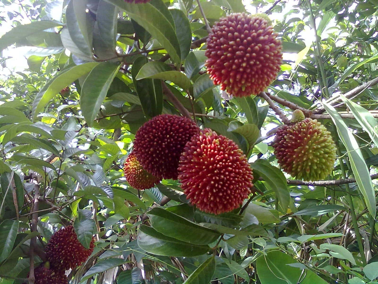 Fruits 桌布 壁紙 — 成熟的紅色和綠色紅毛丹密集地掛在熱帶樹枝上，周圍是光澤的綠葉。