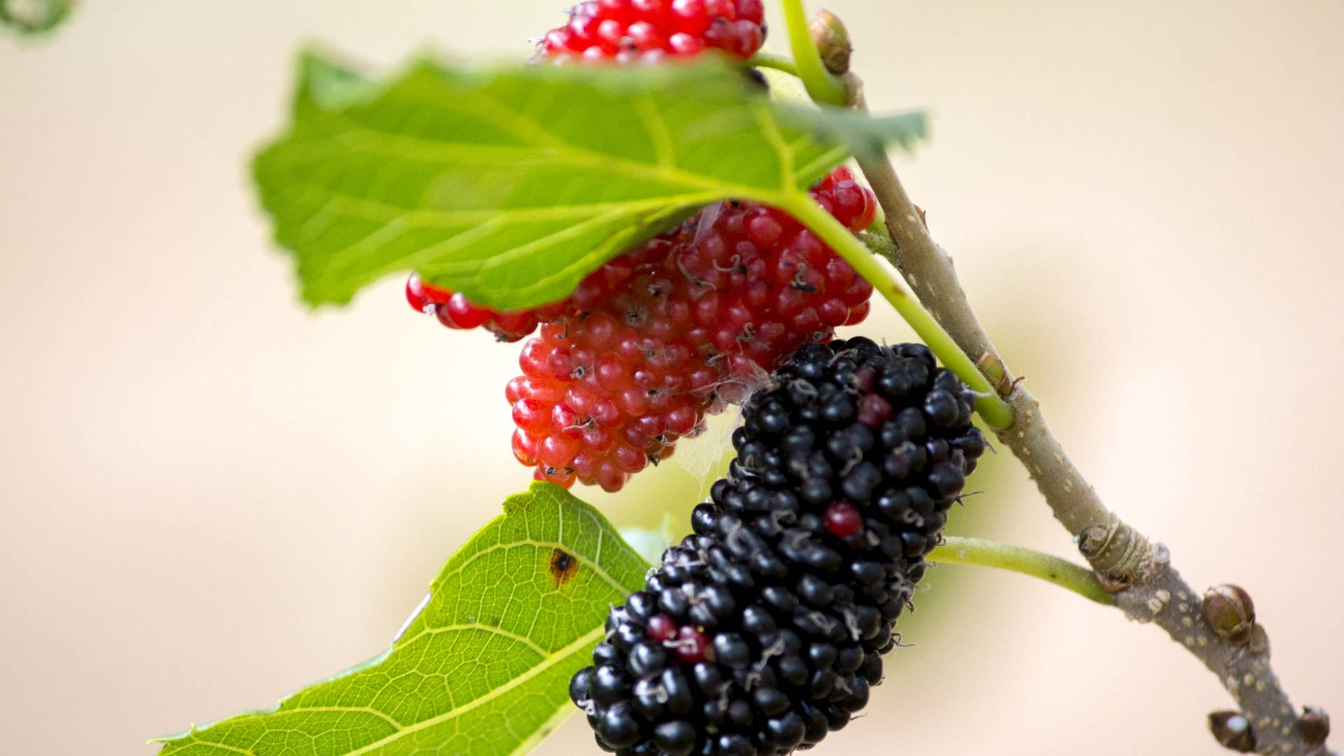Fruits 桌布 壁紙 — 成熟的紅色和黑色桑葚簇擁在樹枝上，襯著鮮綠的葉子和柔和的米色背景。