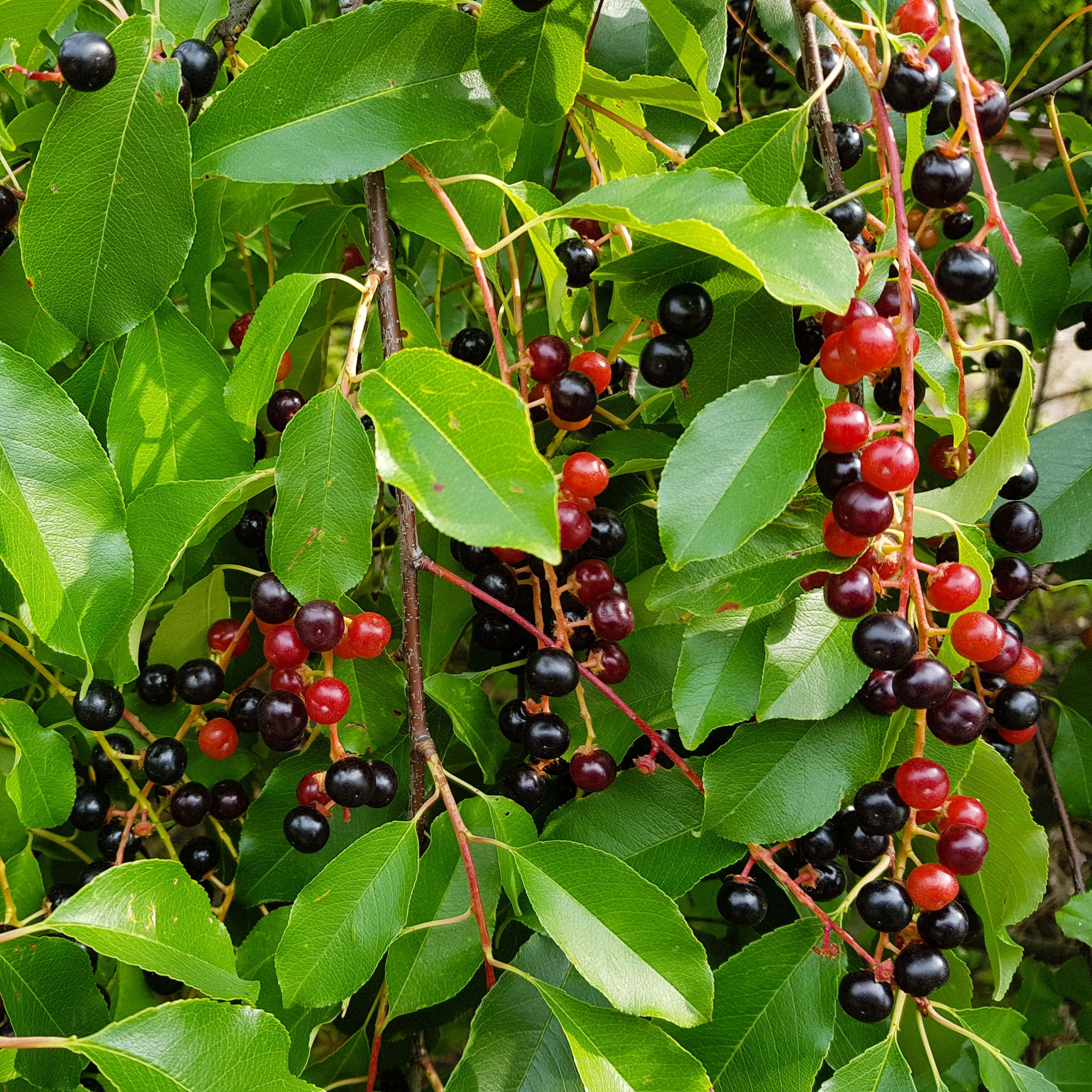 Black Cherry 桌布 壁紙 — 成熟的紅色和黑色櫻桃一簇簇密集地掛在陽光照耀的樹枝上，在光滑的綠葉之間。