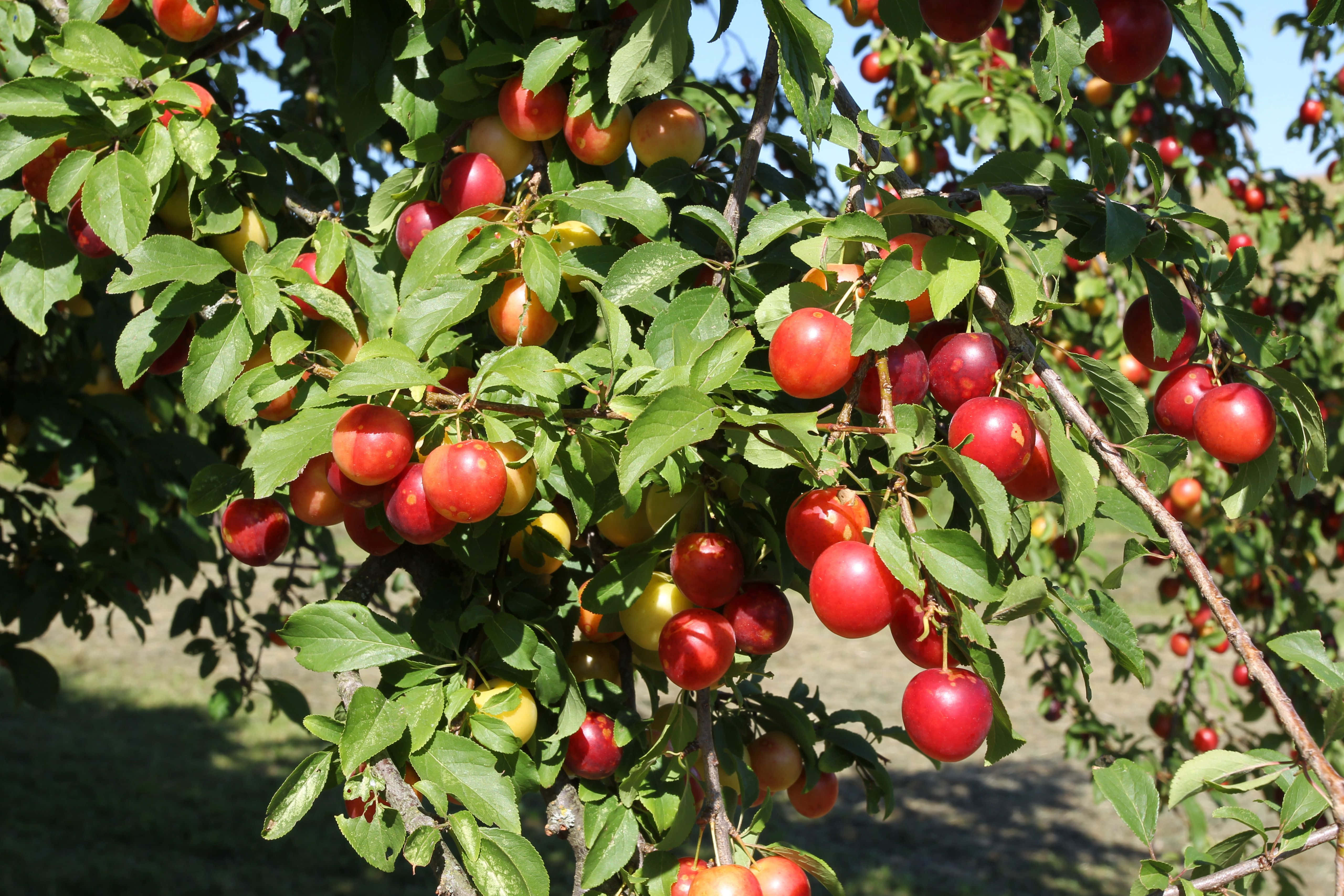 Purple Plums 桌布 壁紙 — 成熟的紅色李子密集地掛在陽光照耀的樹枝上，周圍環繞著茂密的綠葉。