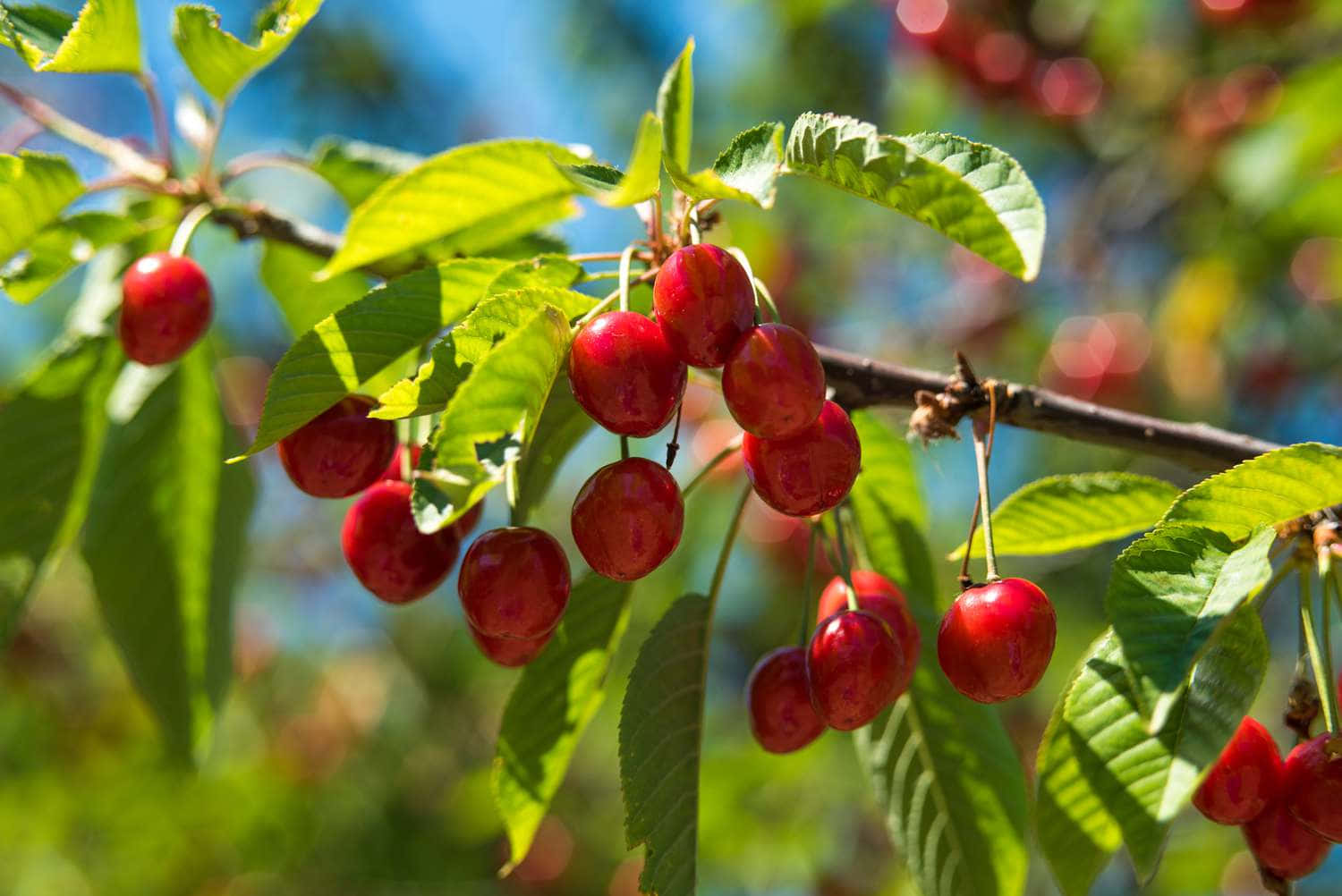 Red Cherries 桌布 壁紙 — 成熟的紅色櫻桃在陽光照耀的樹枝上閃閃發光，襯著鮮綠的葉子和明亮的藍天。
