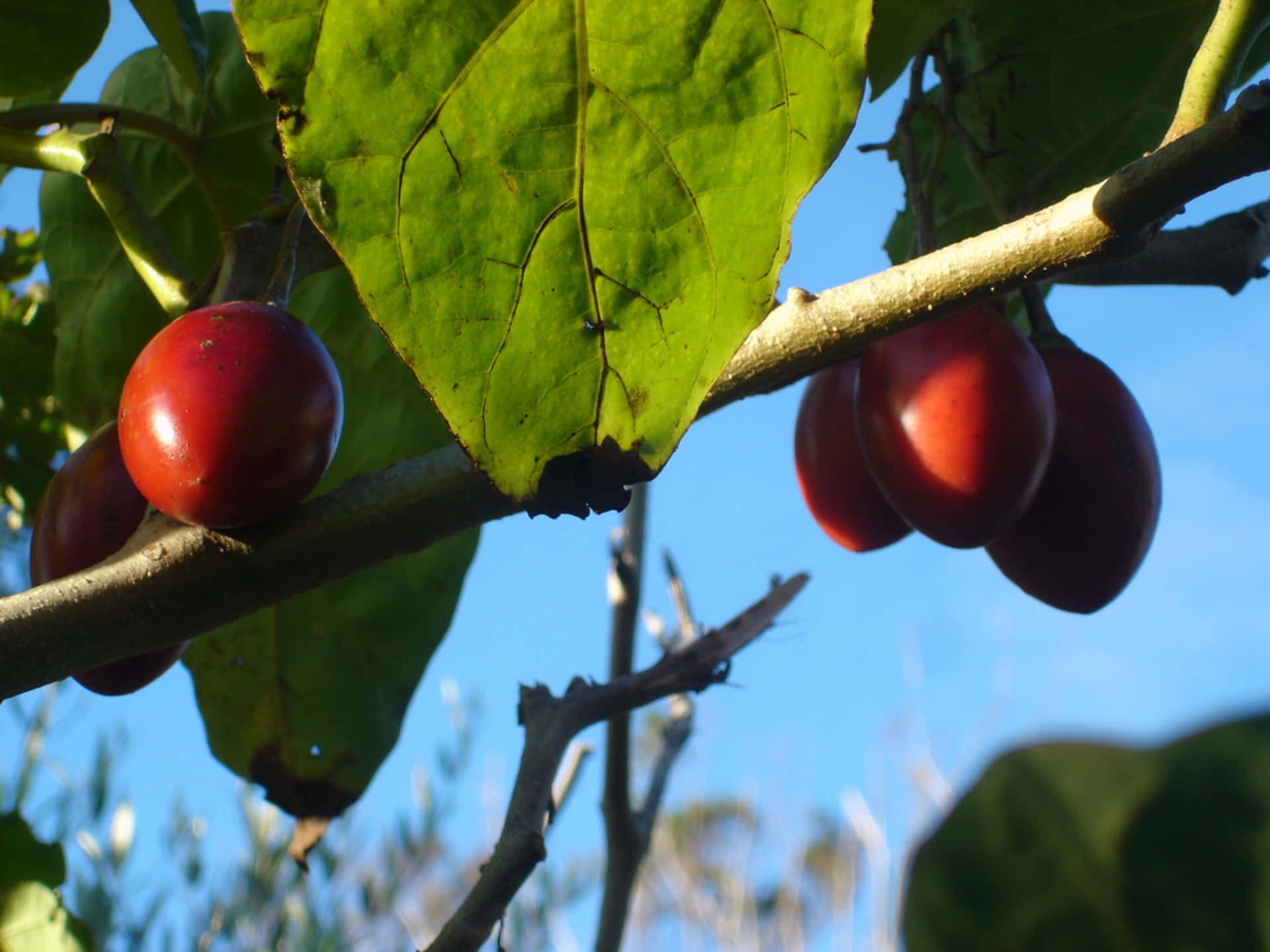 Fruit 桌布 壁紙 — 成熟的紅色漿果掛在帶有大片綠葉的樹枝上，映襯著清澈的藍天。