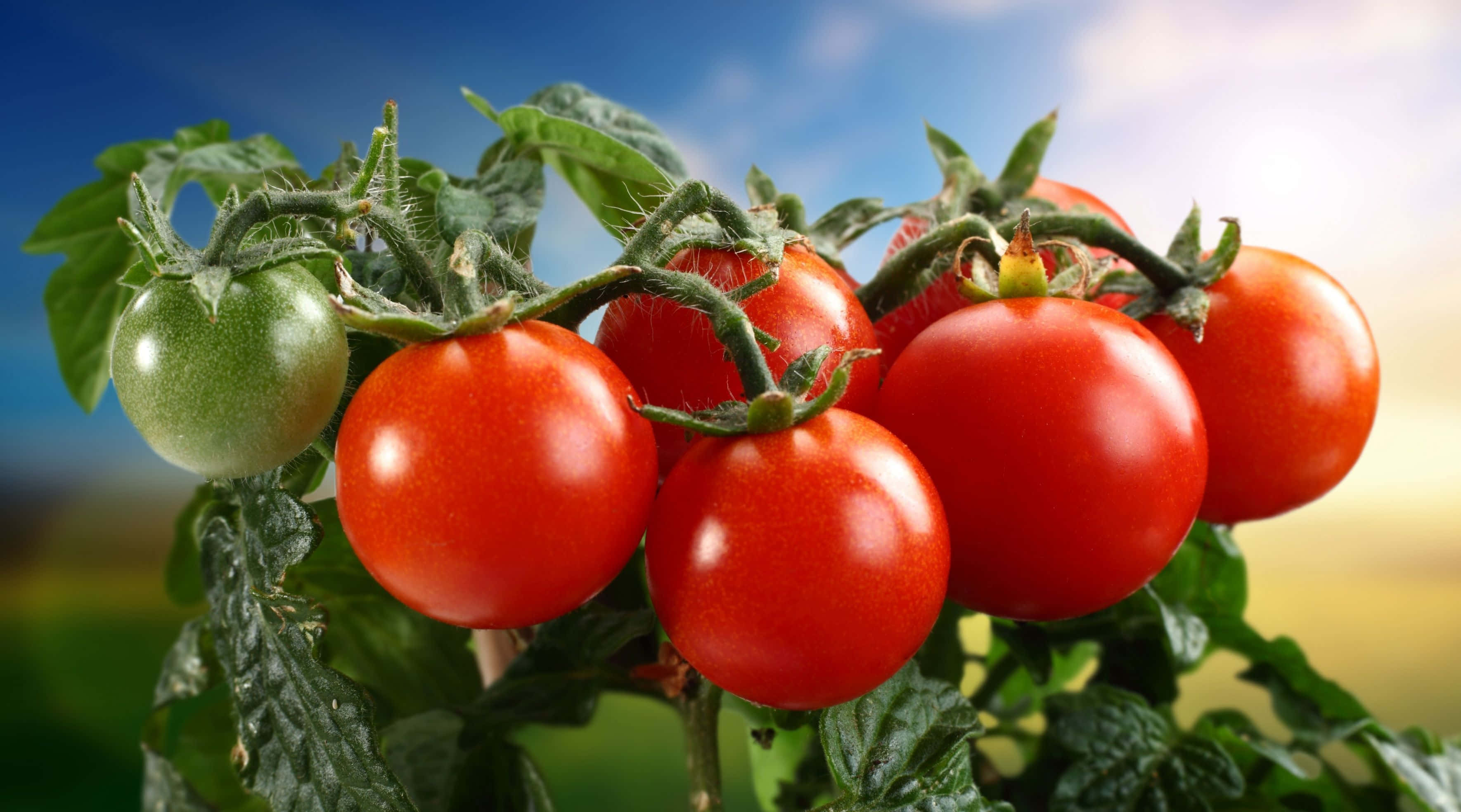 tomato 桌布 壁紙 — 成熟的紅色番茄和一個綠色番茄串在藤蔓上，背景是明亮的藍天和柔和陽光。
