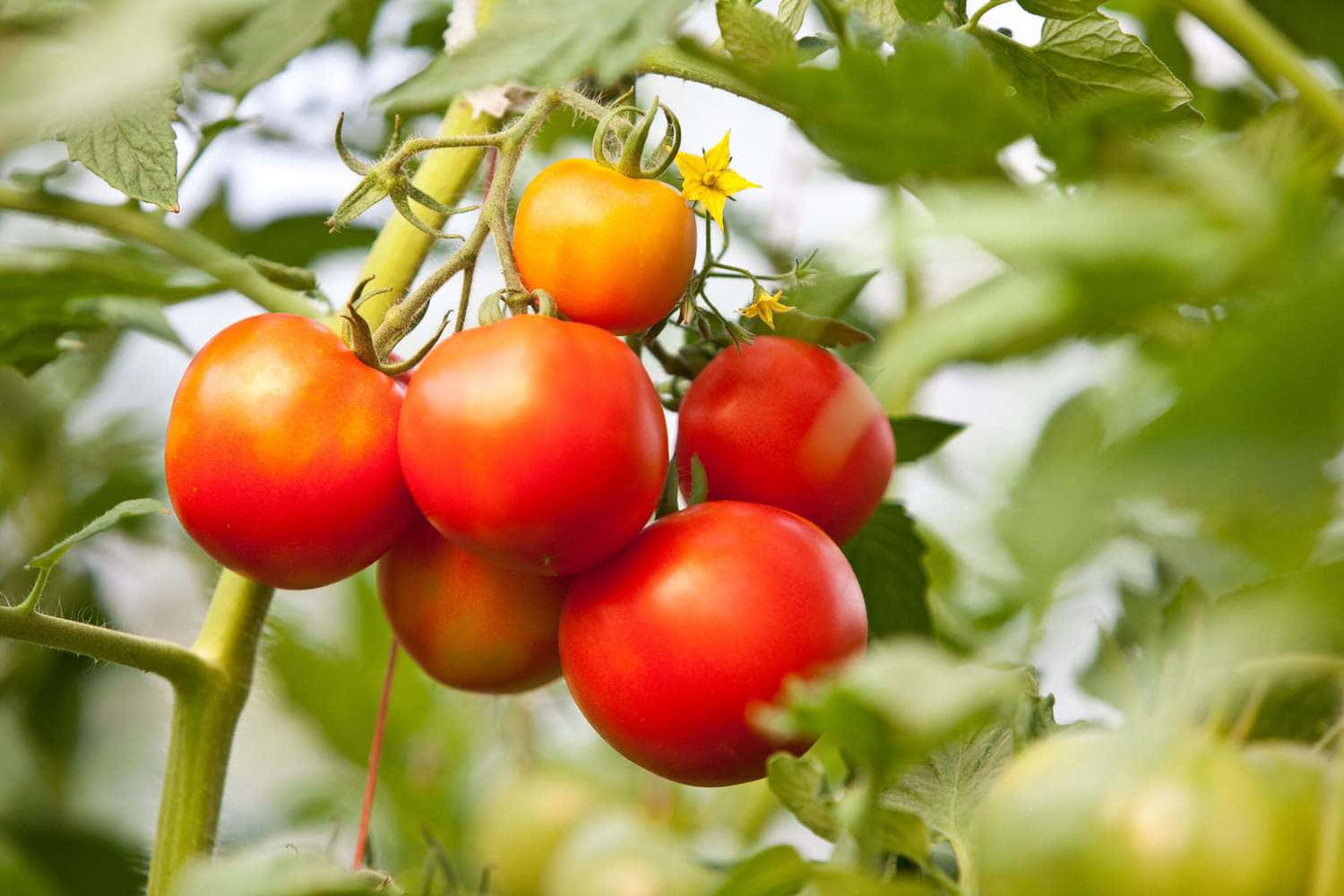 Fruits 桌布 壁紙 — 成熟的紅色番茄成串掛在藤蔓上，伴有綠葉和小黃花，在柔和的自然光下。