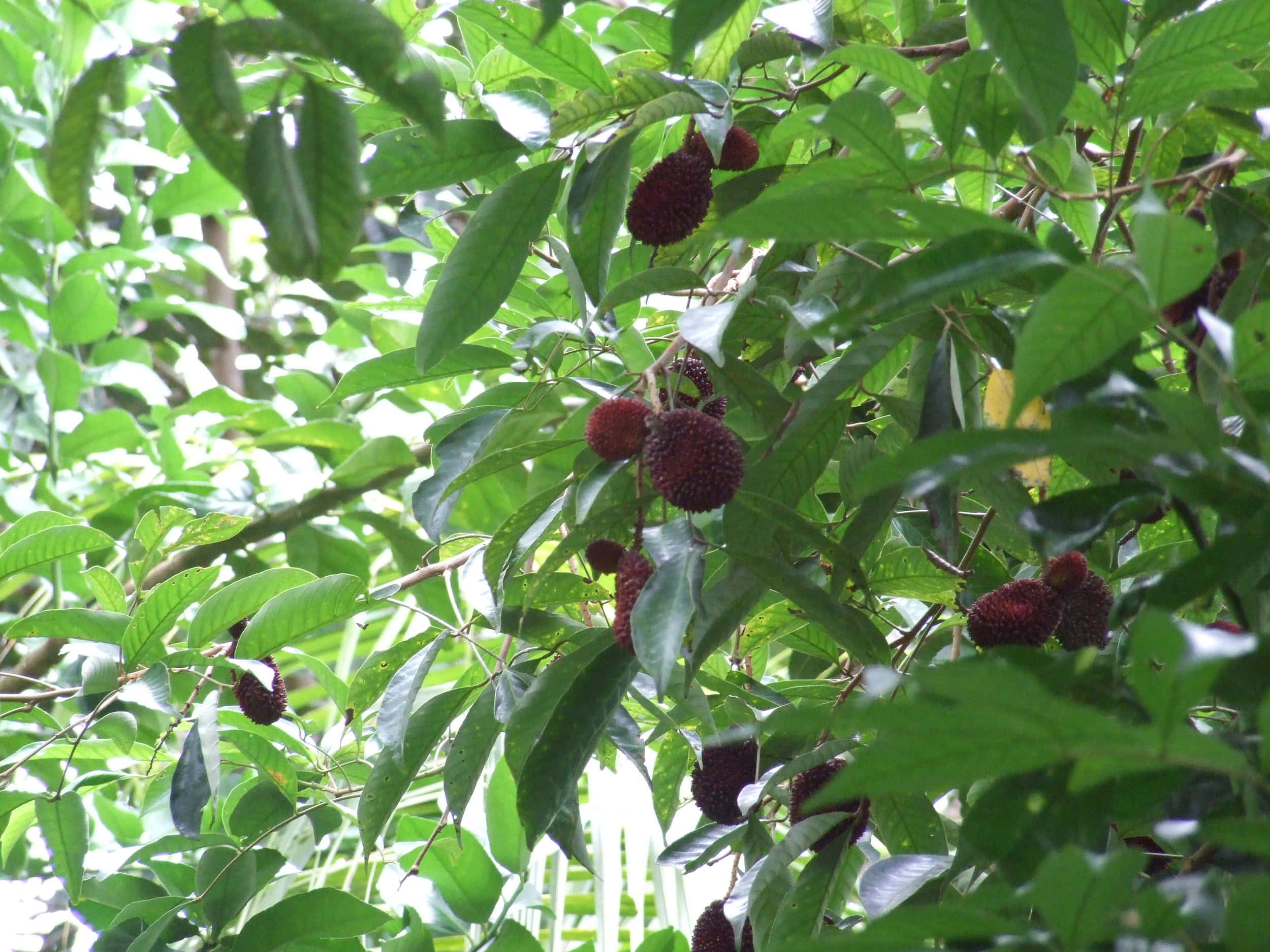 Fruits 桌布 壁紙 — 成熟的紅色紅毛丹掛在陽光斑駁的熱帶樹木茂密的綠葉之間。