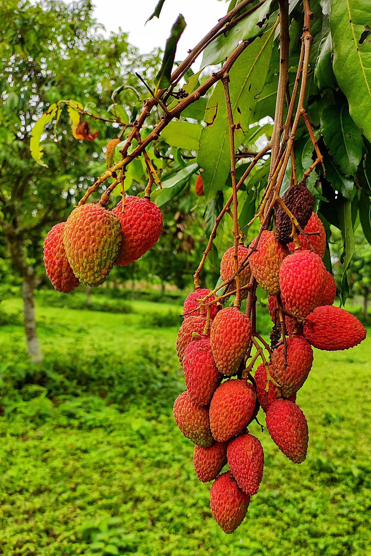 一串串成熟的紅色荔枝掛在綠色果園的樹枝上。 — 食物動圖 壁紙
