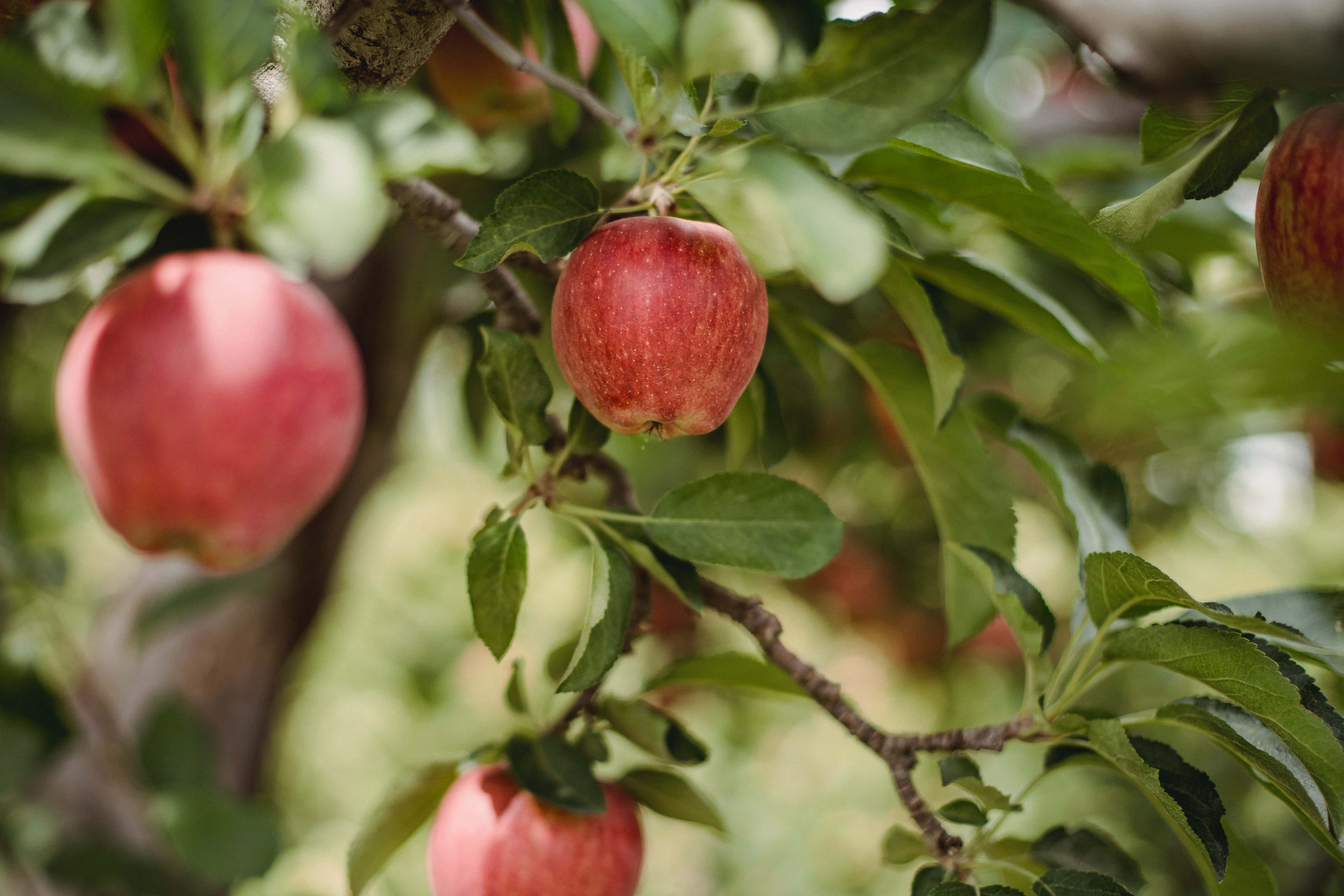 Summer Fruits 桌布 壁紙 — 成熟的紅蘋果在柔和自然光下，沉甸甸地掛在樹枝上，周圍是茂密的綠葉。