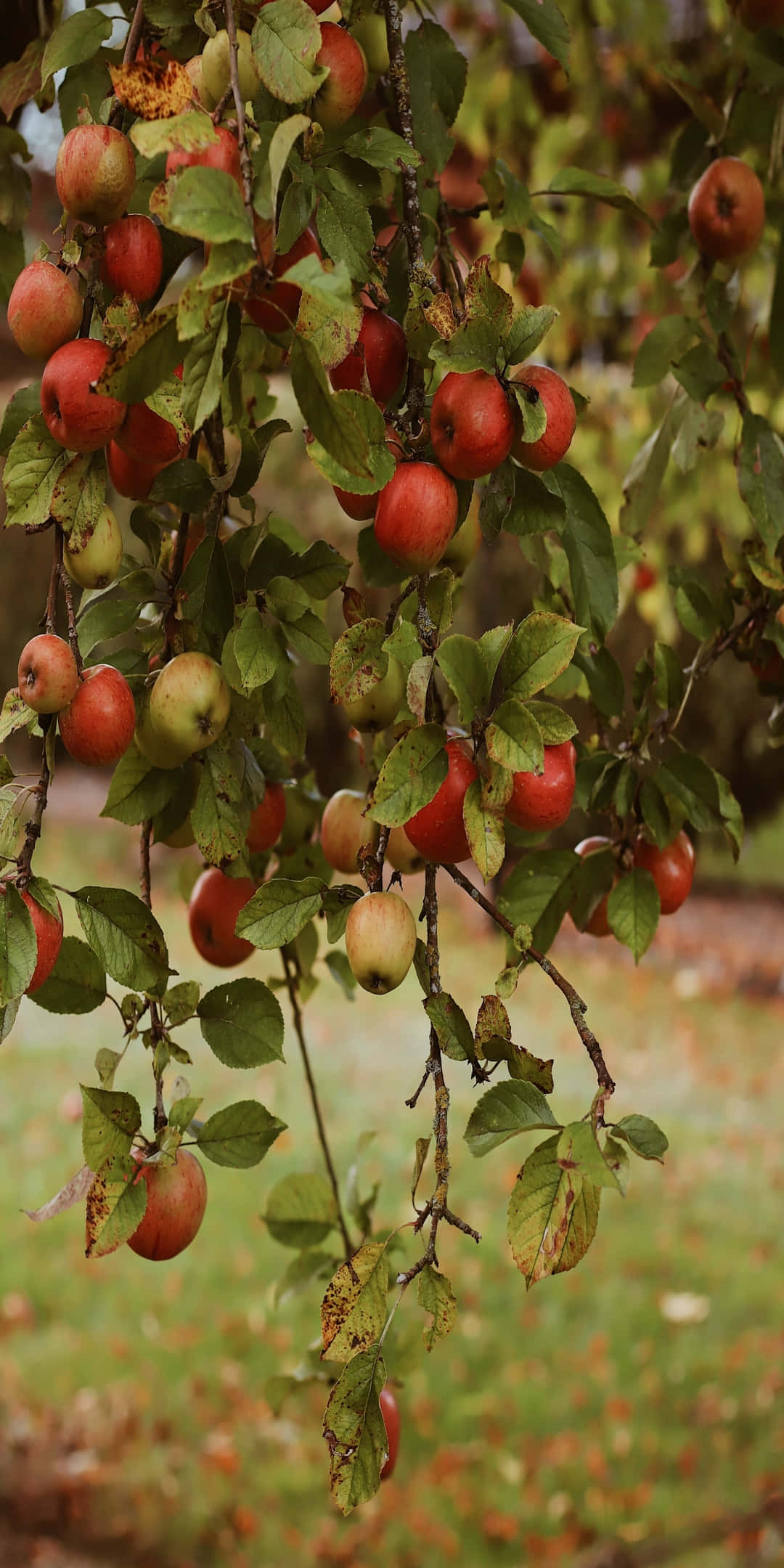 Pixel 3 Fall 桌布 壁紙 — 成熟的紅蘋果沉甸甸地掛在樹枝上，樹葉呈現秋日枯黃，背景是模糊的草地。
