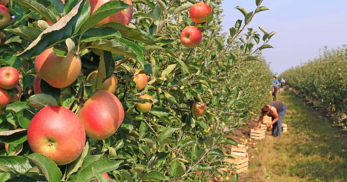 Fall Apples 桌布 壁紙 — 成熟的紅蘋果沉甸甸地掛在茂盛的綠枝上，工人們在陽光明媚的果園中將它們採收進木箱。