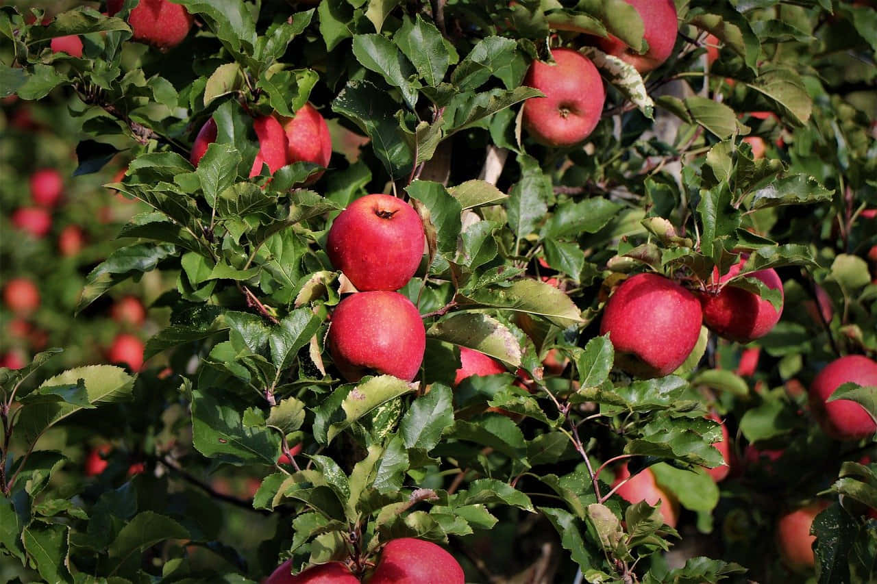 Fall Apples 桌布 壁紙 — 成熟的紅蘋果沉甸甸地掛在陽光照耀的樹枝上，周圍環繞著茂密的綠葉。