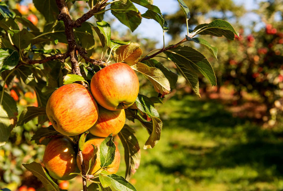 Fall Apples 桌布 壁紙 — 成熟的紅蘋果沉甸甸地掛在陽光照耀的樹枝上，周圍是茂密的綠葉，構成一個充滿活力的果園。