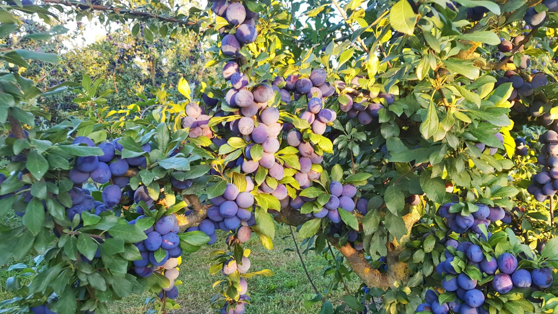 Fruit 桌布 壁紙 — 成熟的紫色李子密集地掛在陽光普照的樹枝上，周圍是充滿活力的綠葉。