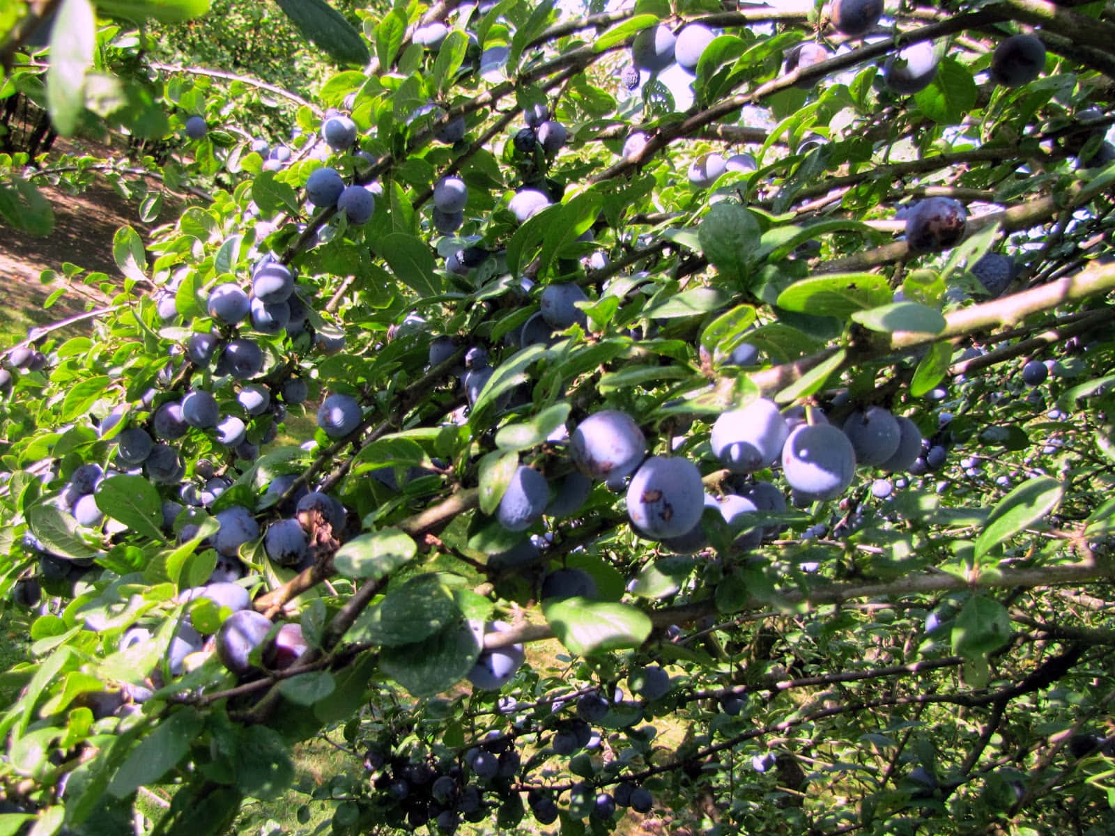 bushes 桌布 壁紙 — 成熟的紫色李子密集地掛在陽光照耀的樹枝上，周圍是茂盛果園中充滿活力的綠葉。
