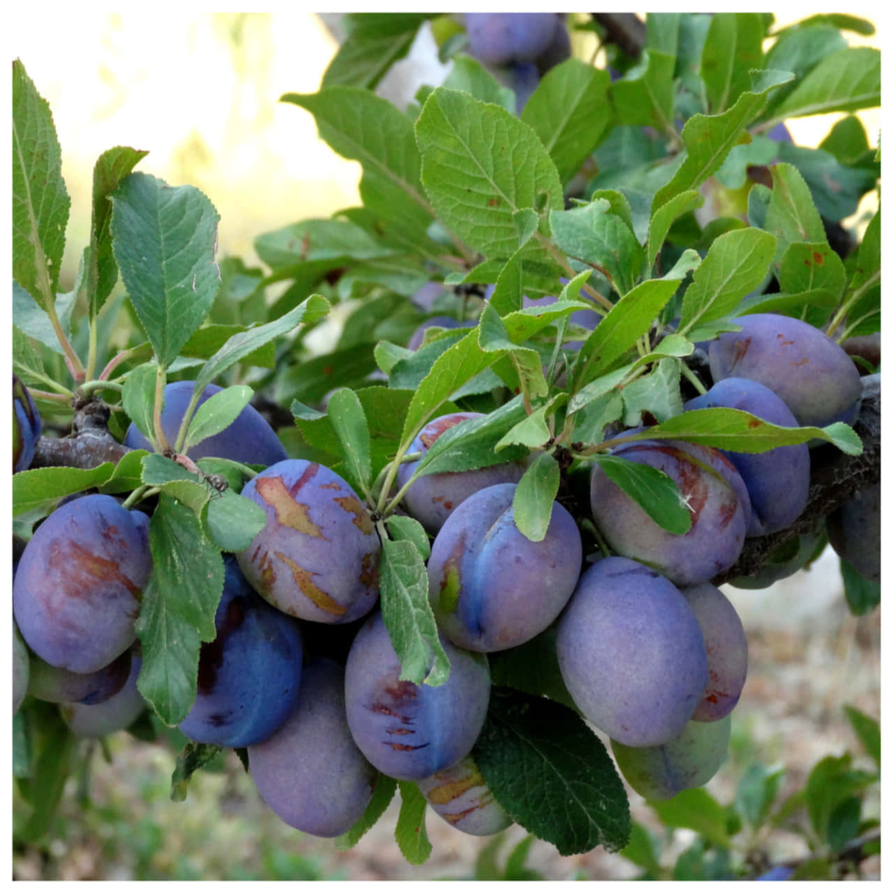 Fruit 桌布 壁紙 — 成熟的紫色李子帶有金色紅暈，沉重地掛在沐浴在柔和陽光下的樹枝上。