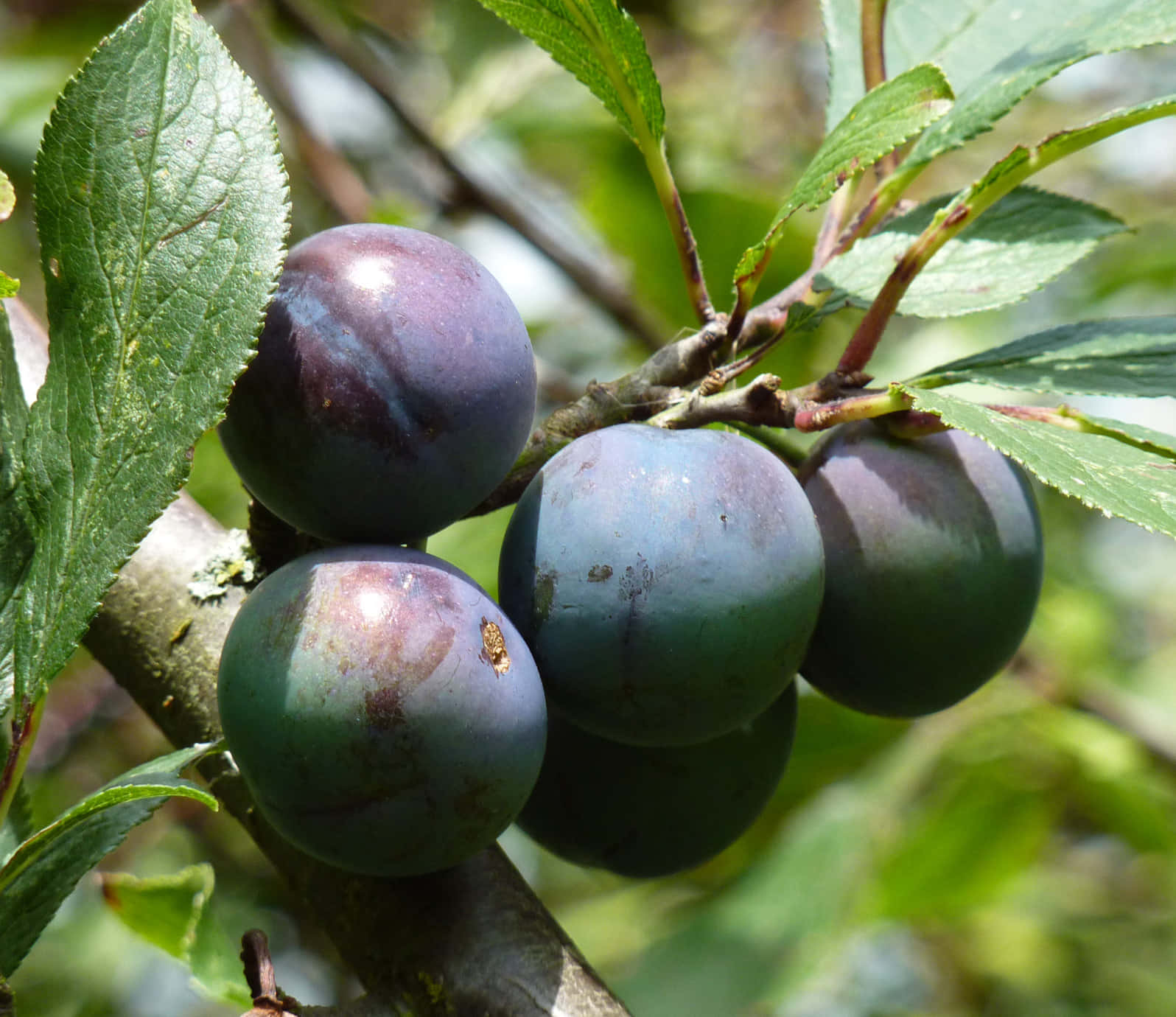 Fruit 桌布 壁紙 — 成熟的紫色李子成簇掛在樹枝上，周圍是鮮綠色的葉子，在明亮的陽光下。
