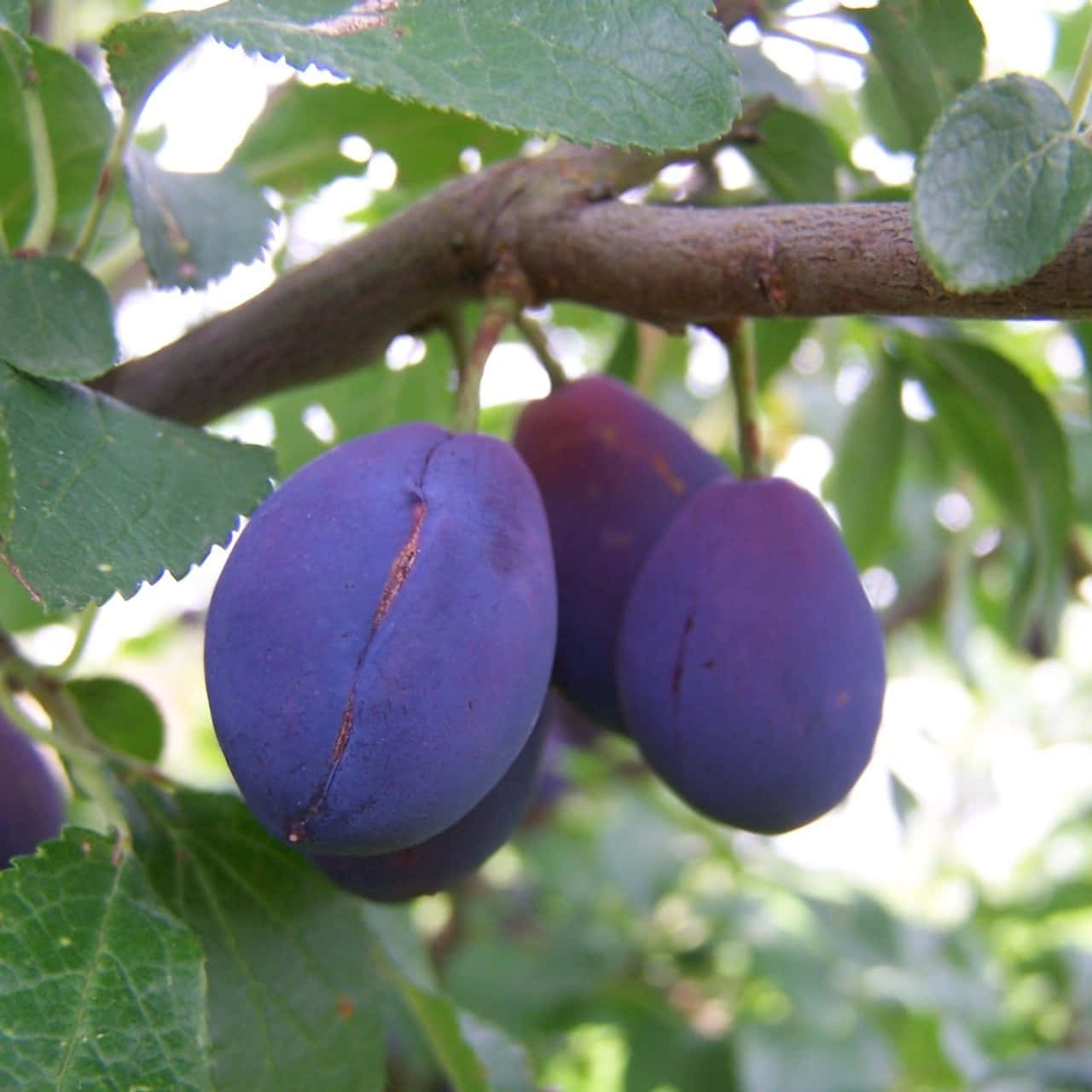 Fruit 桌布 壁紙 — 成熟的紫色李子掛在樹枝上，周圍是茂密的綠葉，在明亮的陽光下。
