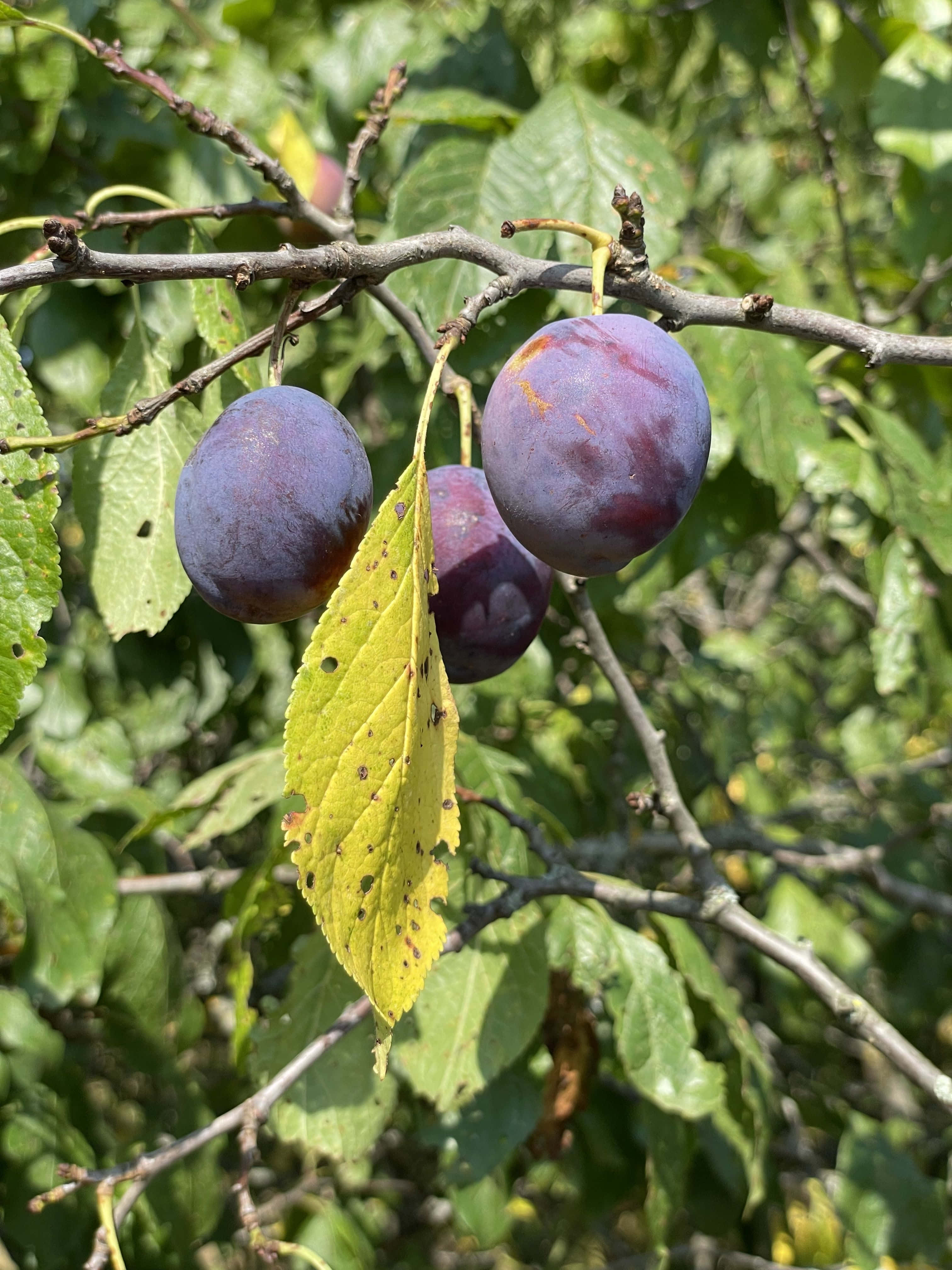 Fruit 桌布 壁紙 — 成熟的紫色李子掛在樹枝上，帶有綠葉，在明亮的陽光下。