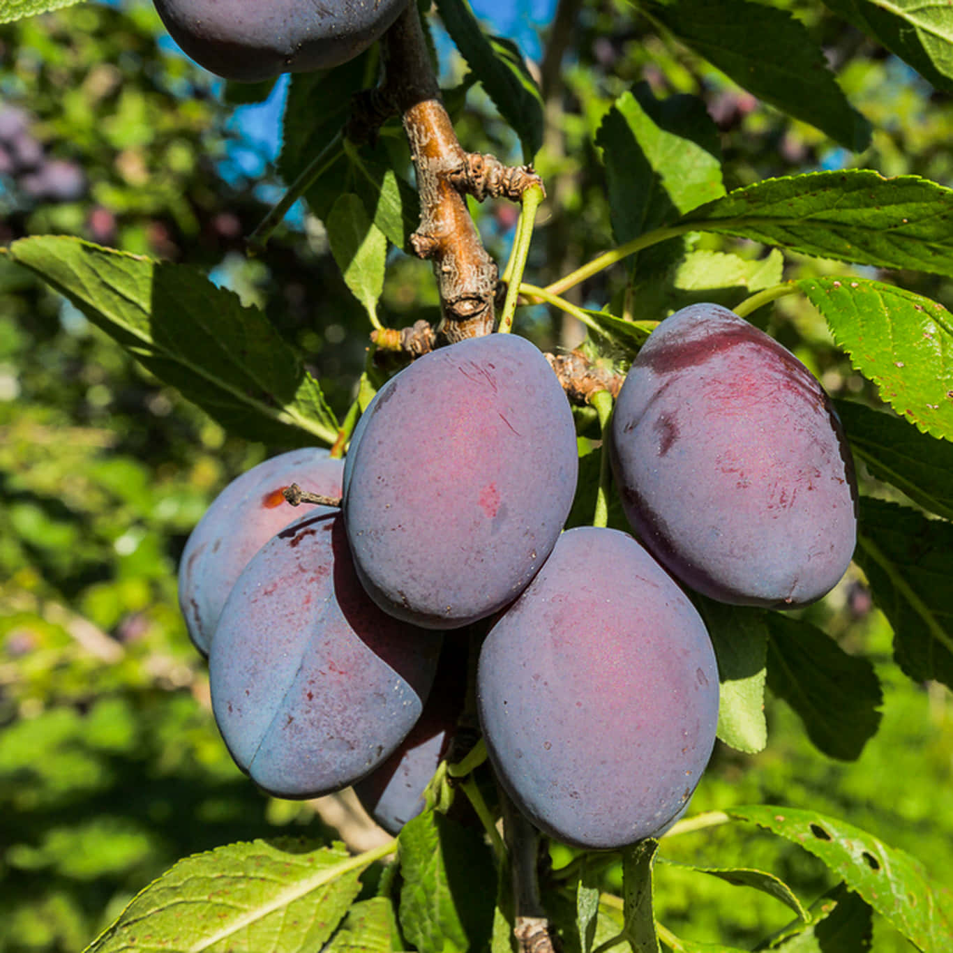 Fruit 桌布 壁紙 — 成熟的紫色李子掛在陽光照耀的樹枝上，周圍環繞著充滿活力的綠葉。