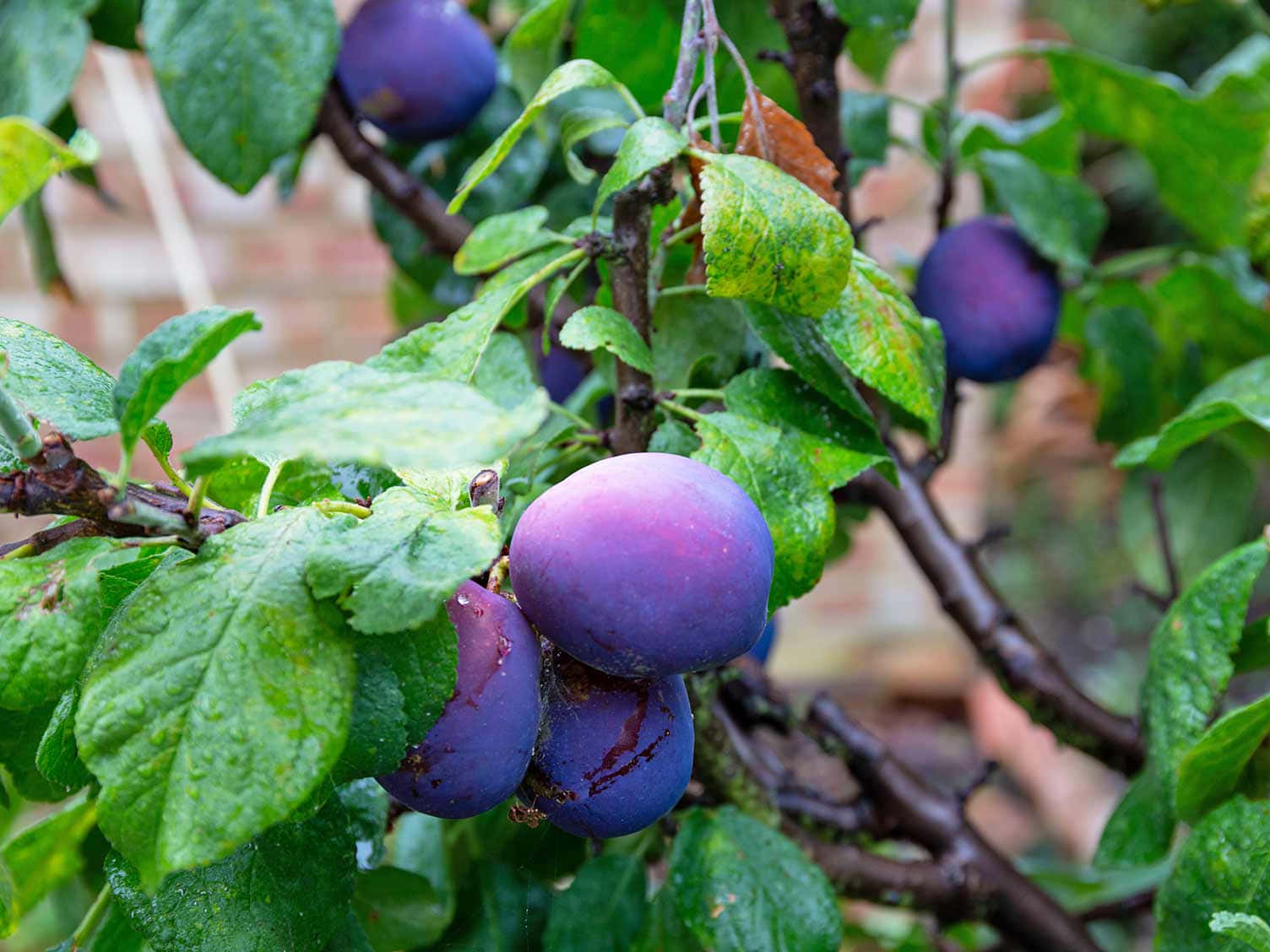 Fruit 桌布 壁紙 — 成熟的紫色李子沉甸甸地掛在帶露珠閃爍的樹枝上，背景是模糊的磚牆。