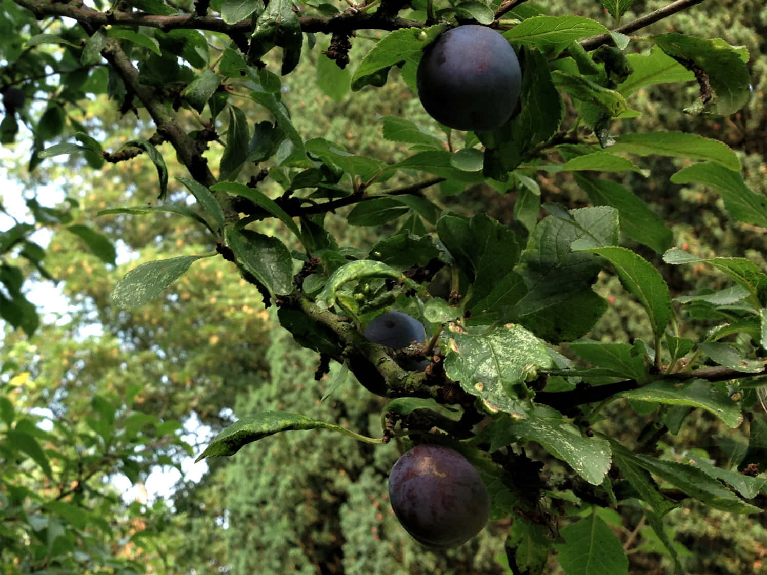 Fruit 桌布 壁紙 — 成熟的紫色李子沉甸甸地掛在枝葉茂密的樹枝上，露珠在斑駁的陽光下閃閃發光。