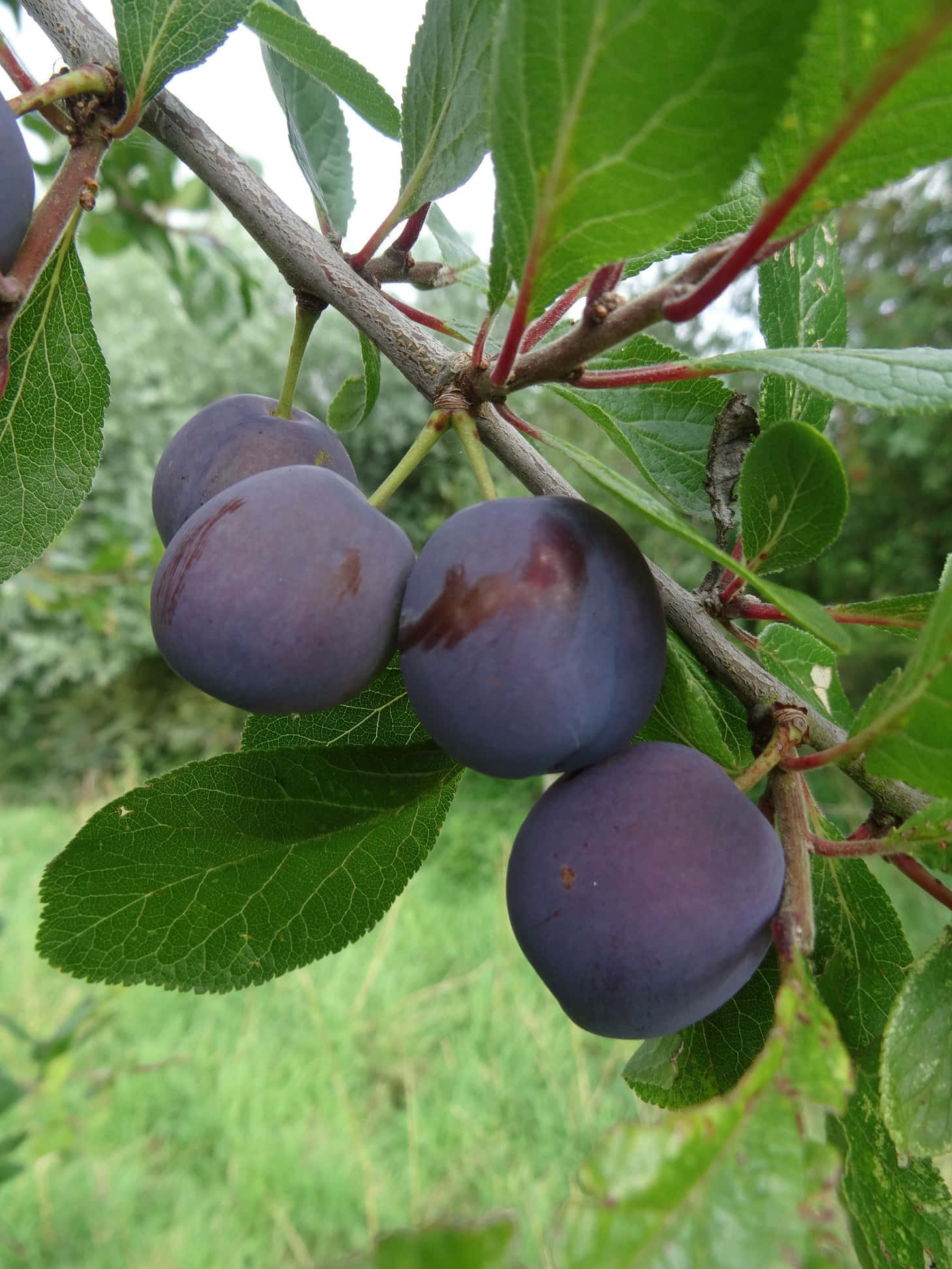 Fruit 桌布 壁紙 — 成熟的紫色李子沉甸甸地掛在長滿綠葉的樹枝上，沐浴在柔和自然光中。