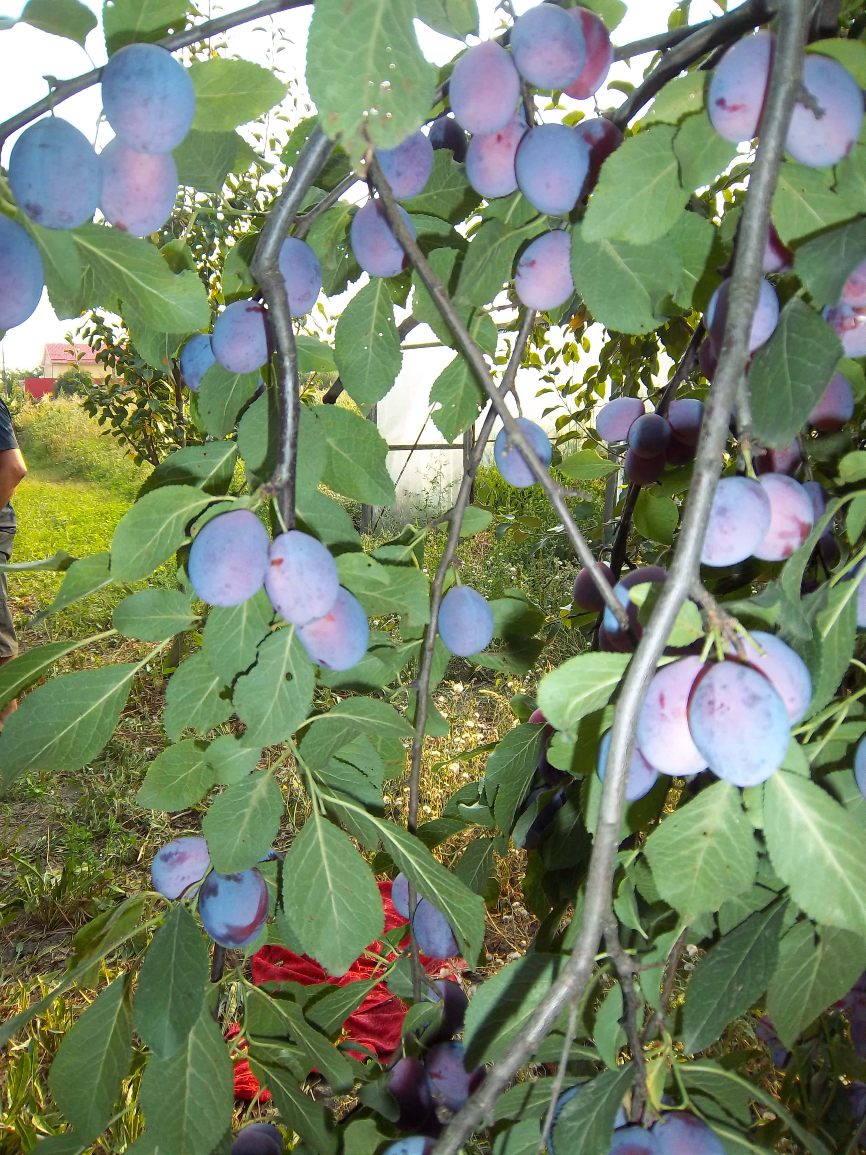 Fruit 桌布 壁紙 — 成熟的紫色李子沉甸甸地掛在陽光普照的果園中樹葉茂密的樹枝上，下面有一塊紅布。