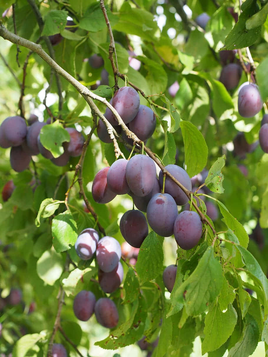 Fruit 桌布 壁紙 — 成熟的紫色李子沉甸甸地掛在陽光照耀的樹枝上，周圍環繞著鮮綠的葉子。