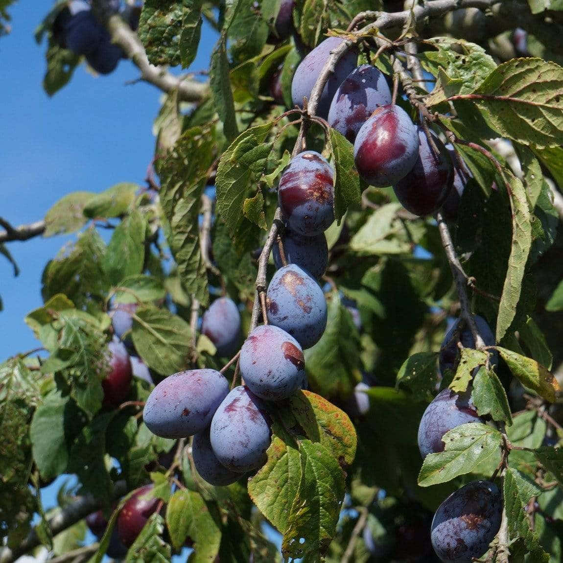 Fruit 桌布 壁紙 — 成熟的紫色李子沉甸甸地掛在陽光照耀的樹枝上，周圍是茂密的綠葉，映襯著清澈的藍天。