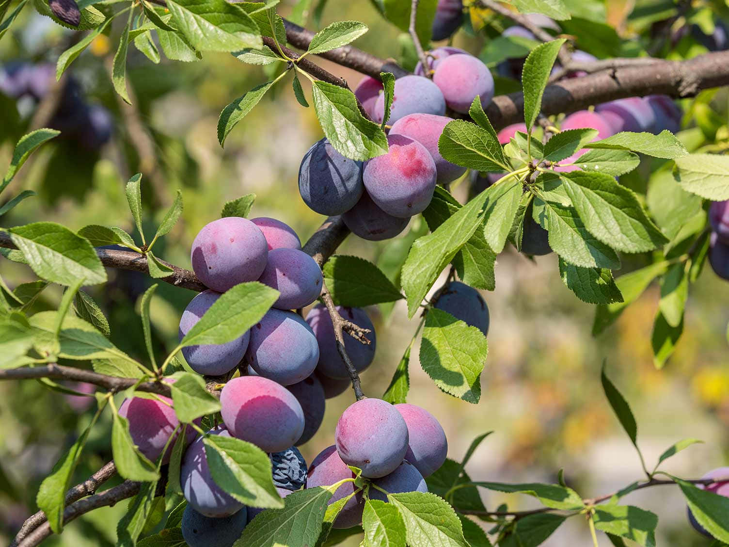 Fruit 桌布 壁紙 — 成熟的紫色李子簇擁在陽光照耀的枝條上，周圍是鮮綠色的葉子。