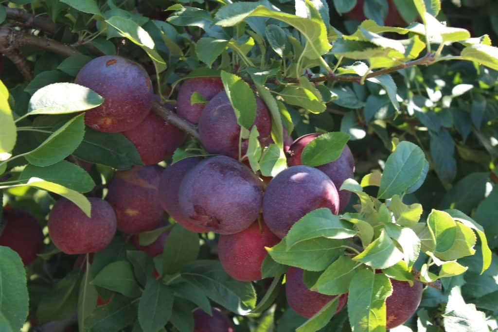 Fall Apples 桌布 壁紙 — 成熟的紫色李子簇擁在陽光照耀的樹枝上，周圍是鮮綠的葉子。