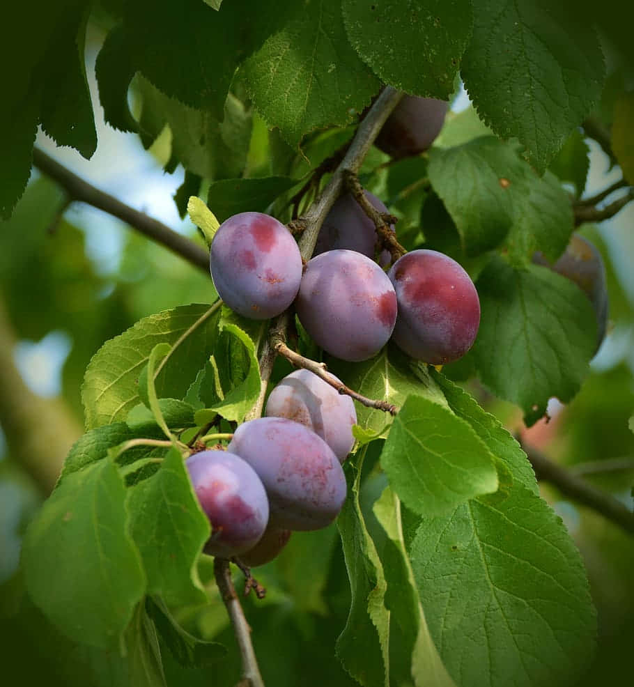 Fruit 桌布 壁紙 — 成熟的紫色李子簇生在樹枝上，周圍是茂密的綠葉，在柔和的光線下。