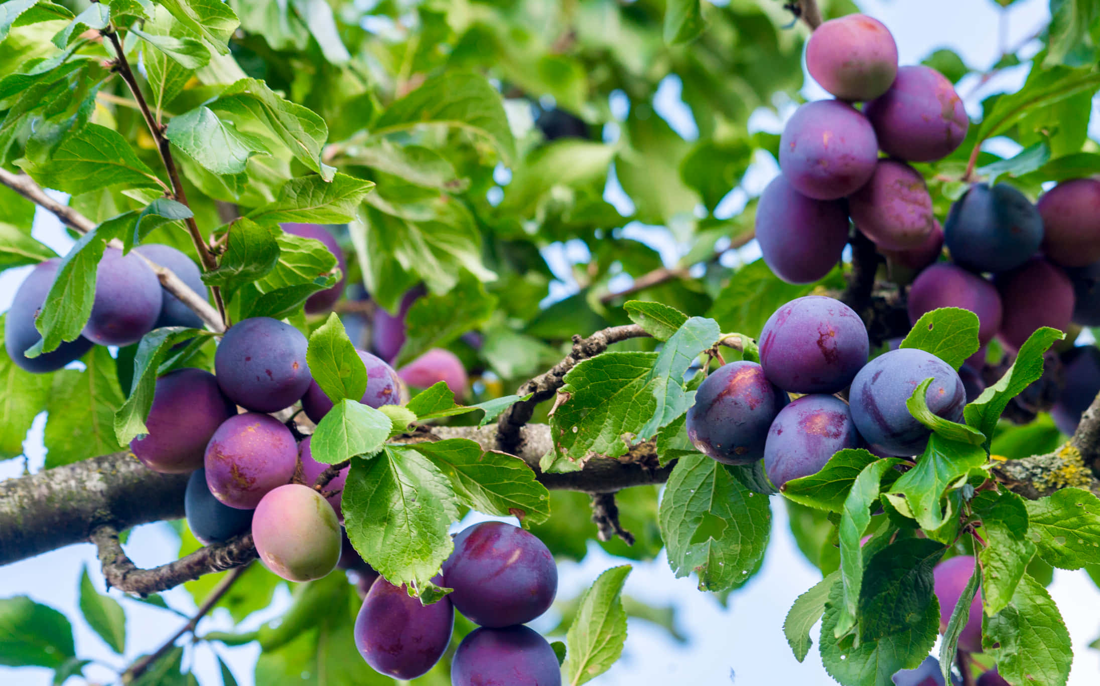Fruit 桌布 壁紙 — 成熟的紫色李子簇生在樹枝上，周圍環繞著鮮綠色的葉子，在明亮的日光下。