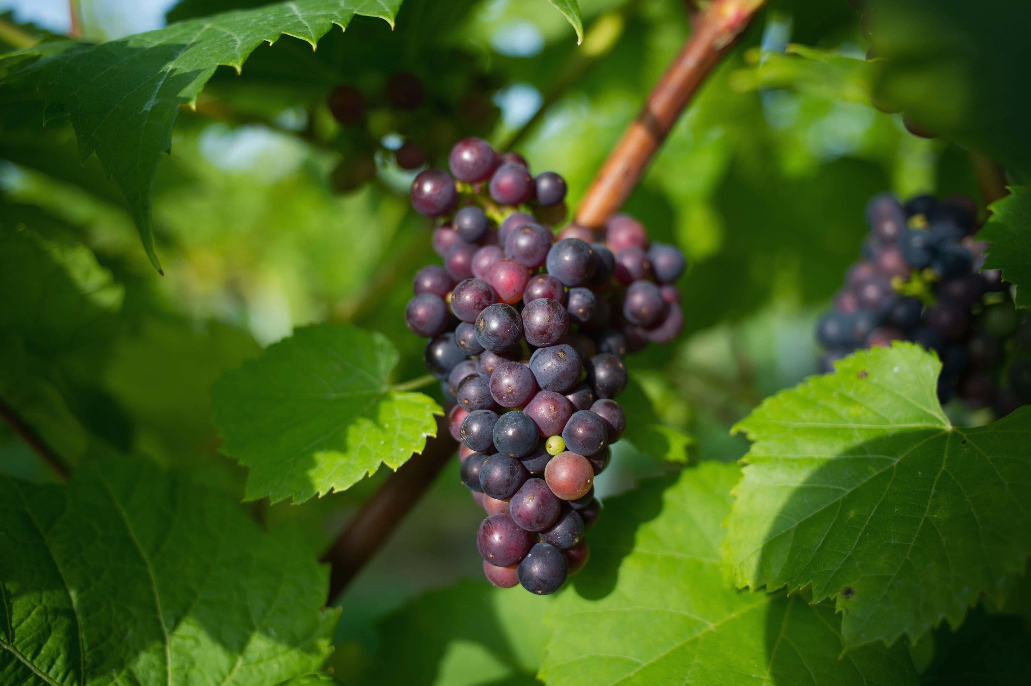 Grape 桌布 壁紙 — 成熟的紫色葡萄一串串掛在藤蔓上，被鮮綠色的葉子包圍，在明亮的陽光下。