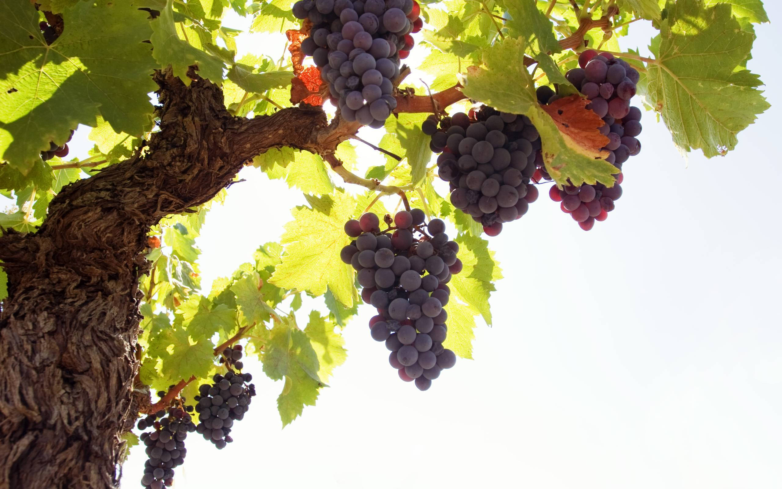 Fruit 桌布 壁紙 — 成熟的紫色葡萄沉重地掛在彎曲的藤蔓上，映襯著明亮的天空和陽光照射的綠葉。
