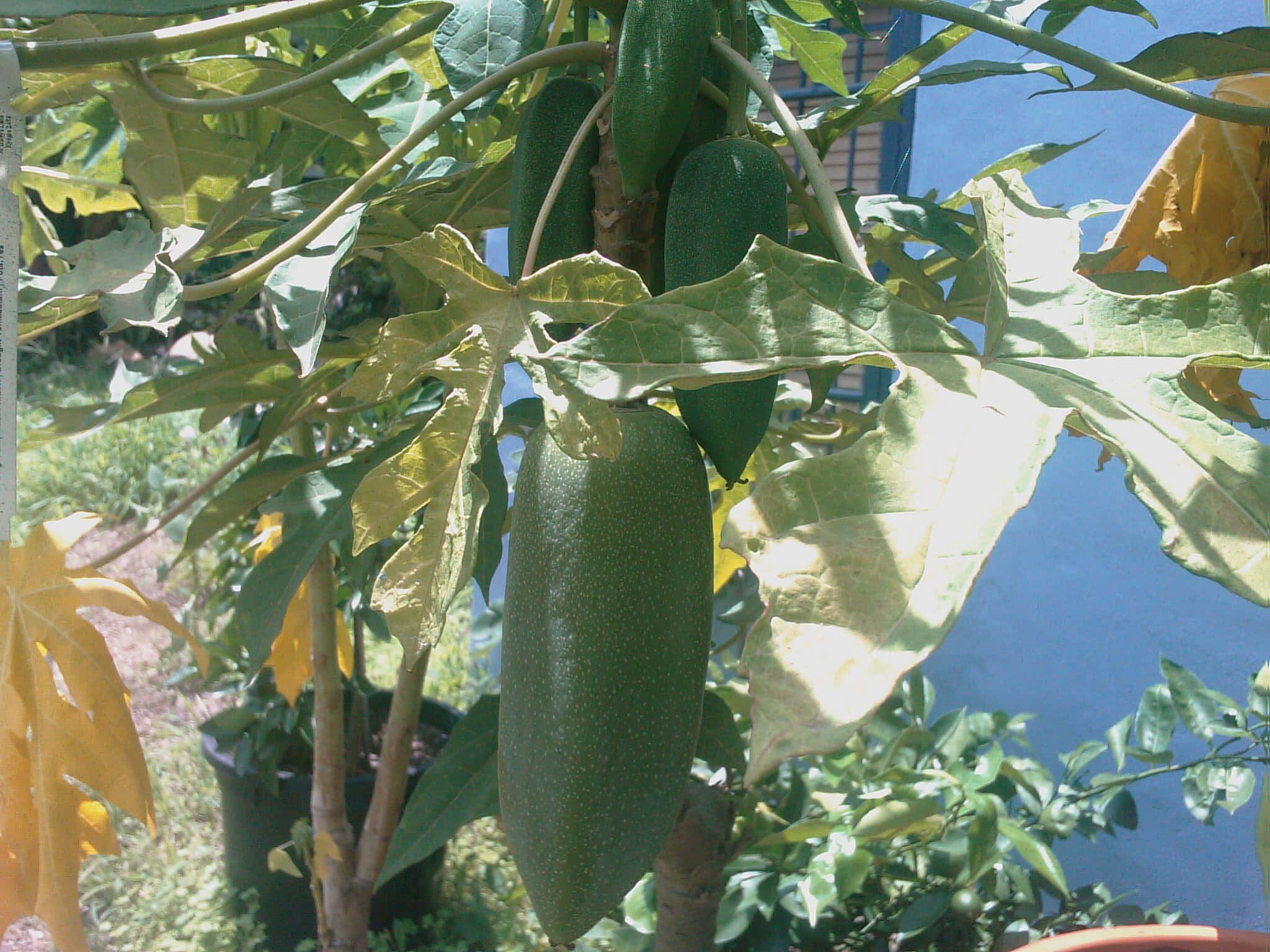 Fruit 桌布 壁紙 — 成熟的綠色木瓜掛在枝葉茂密的樹上，陽光穿過充滿活力的樹葉灑落下來。