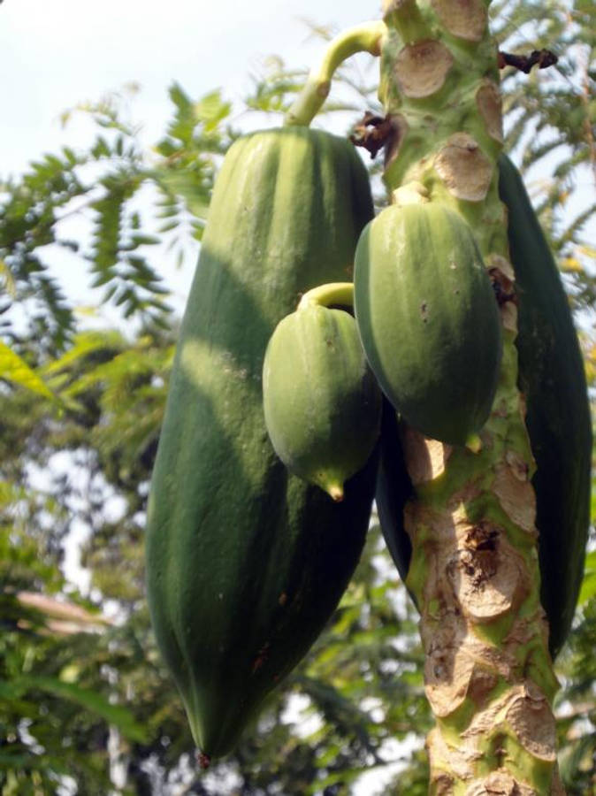 Fruits 桌布 壁紙 — 成熟的綠色木瓜沉重地掛在紋理樹幹上，周圍是茂密的樹葉，在明亮的日光下。
