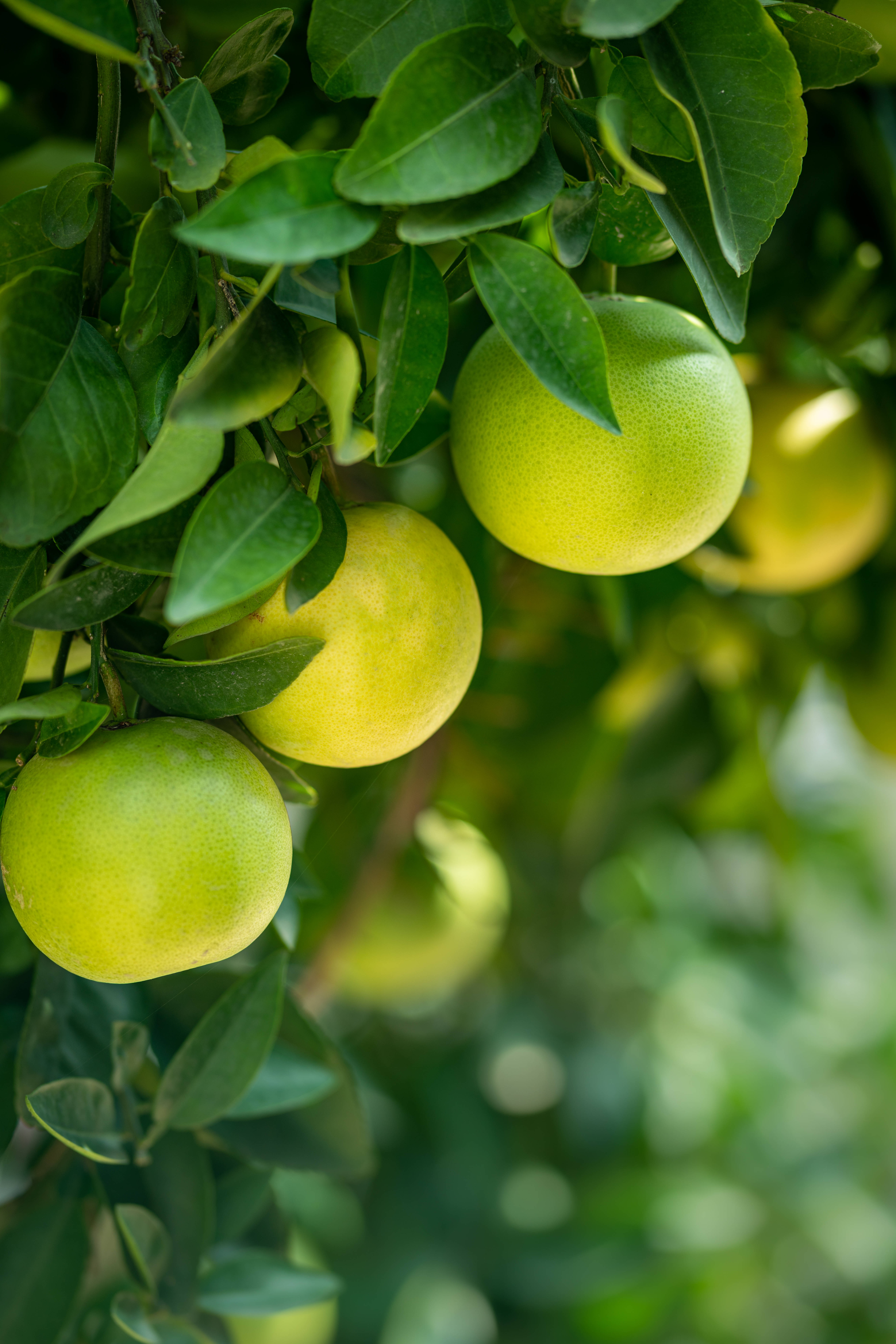 Fruit 桌布 壁紙 — 成熟的綠色柑橘類水果懸掛在茂密的樹葉間，樹木沐浴在柔和自然光中。