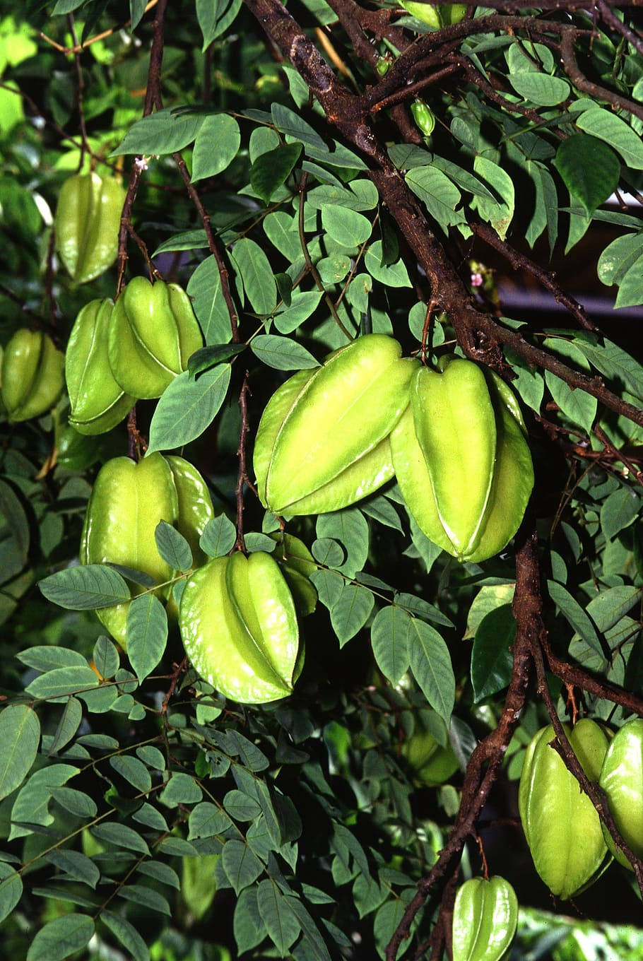 Fruits 桌布 壁紙 — 成熟的綠色楊桃從熱帶樹木茂密樹葉中的深色樹枝上成簇垂下。