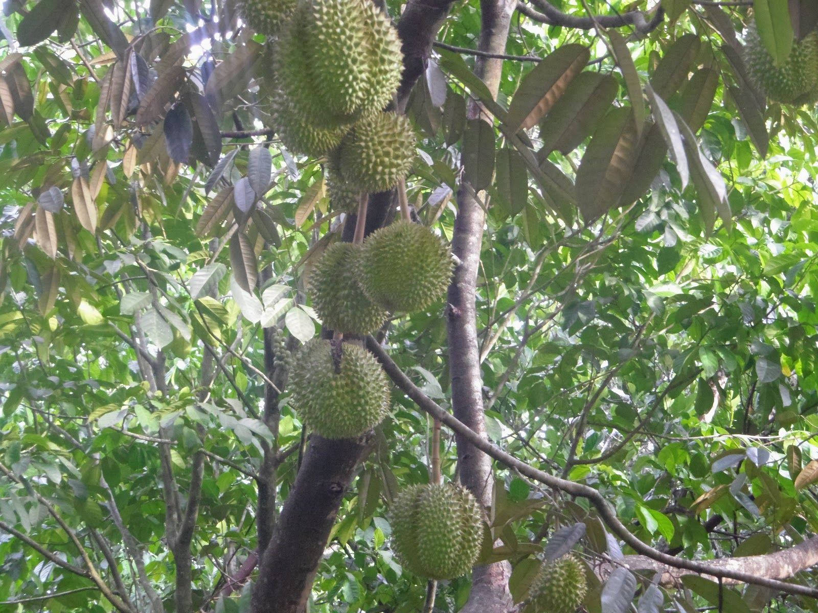 Fruits 桌布 壁紙 — 成熟的綠色榴槤果實沉重地掛在樹枝上，周圍環繞著茂密的熱帶樹葉。